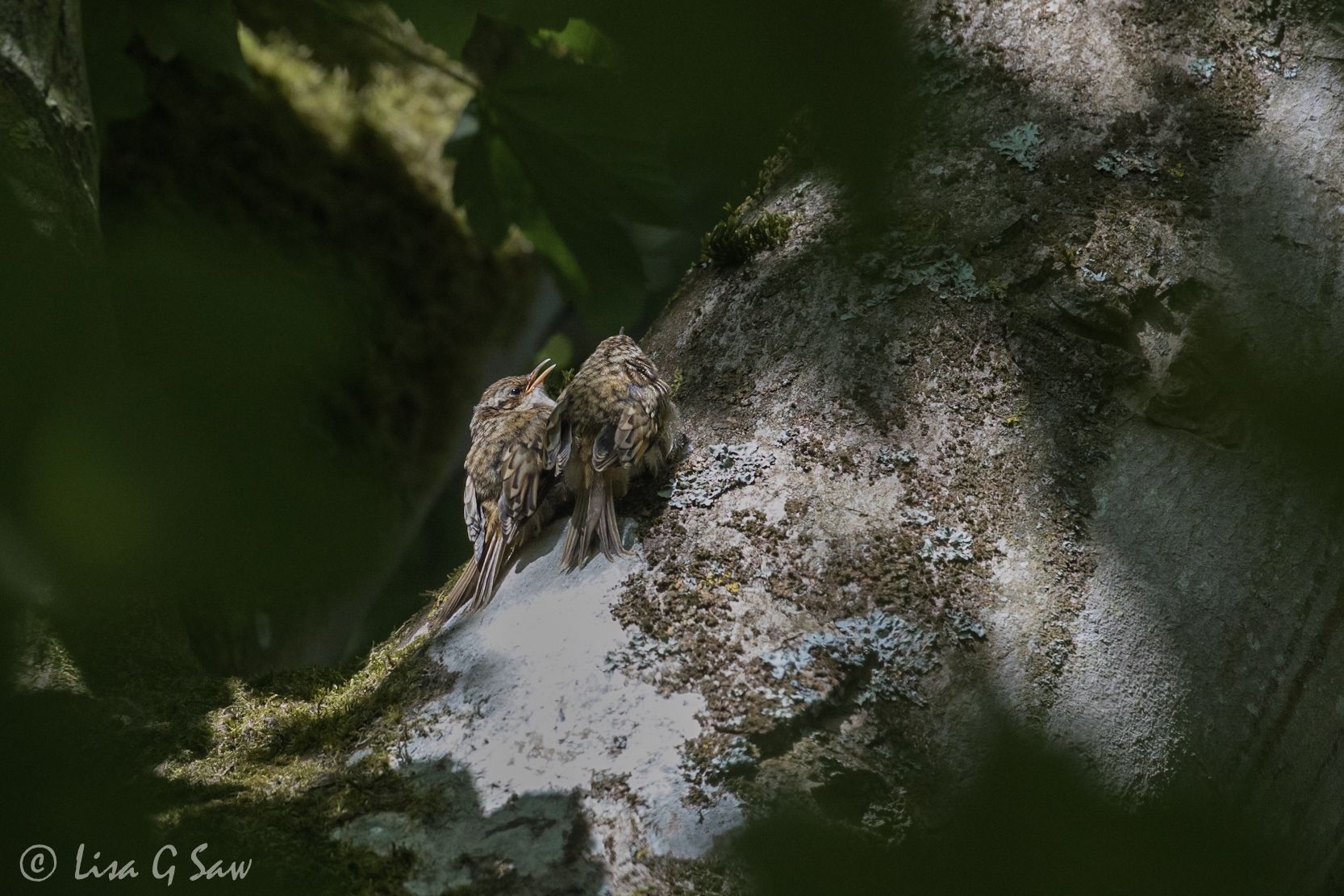 Two Treecreeper fledglings on a tree trunk