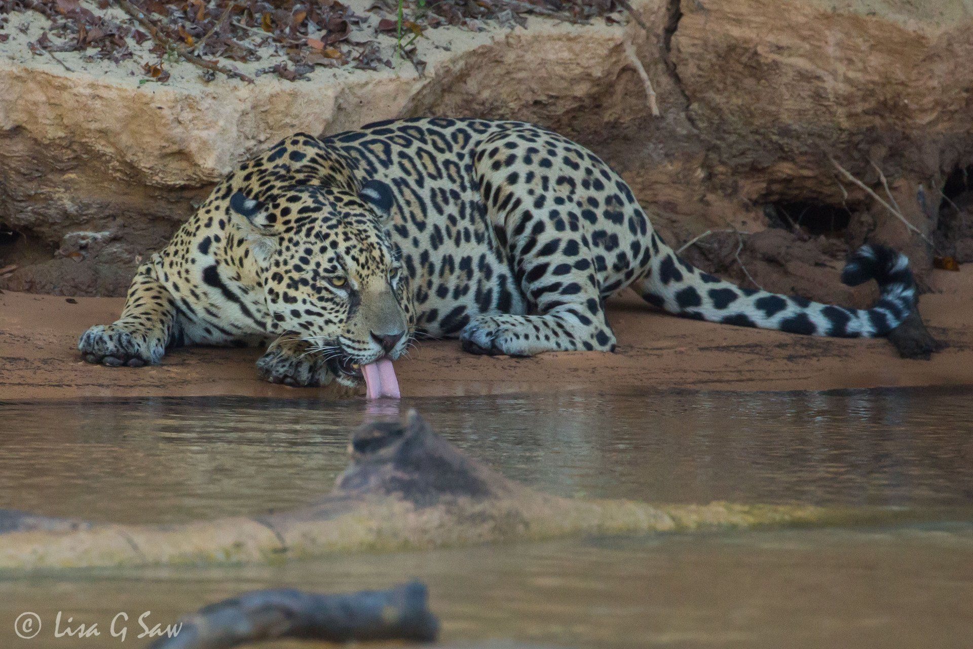 Jaguar drinking from beach
