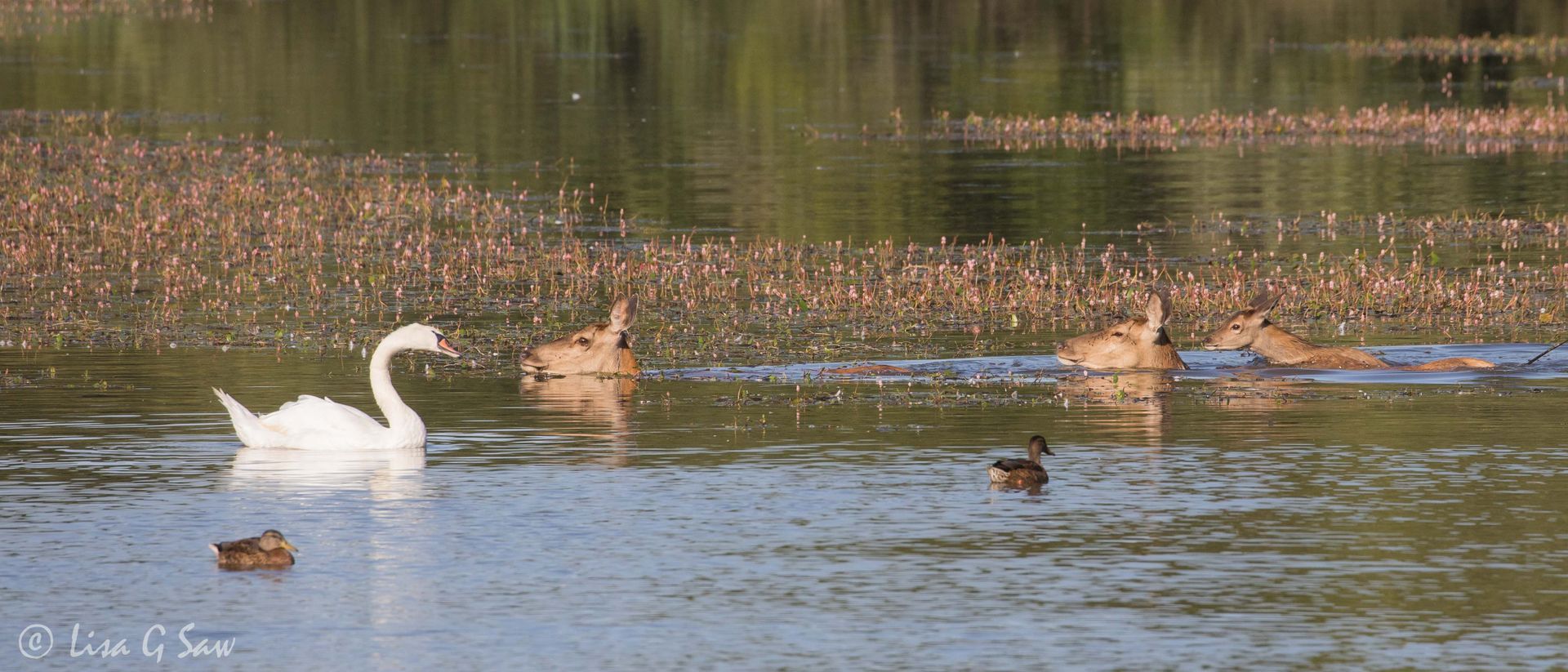 Three Red Deer swimming across pond at Knepp