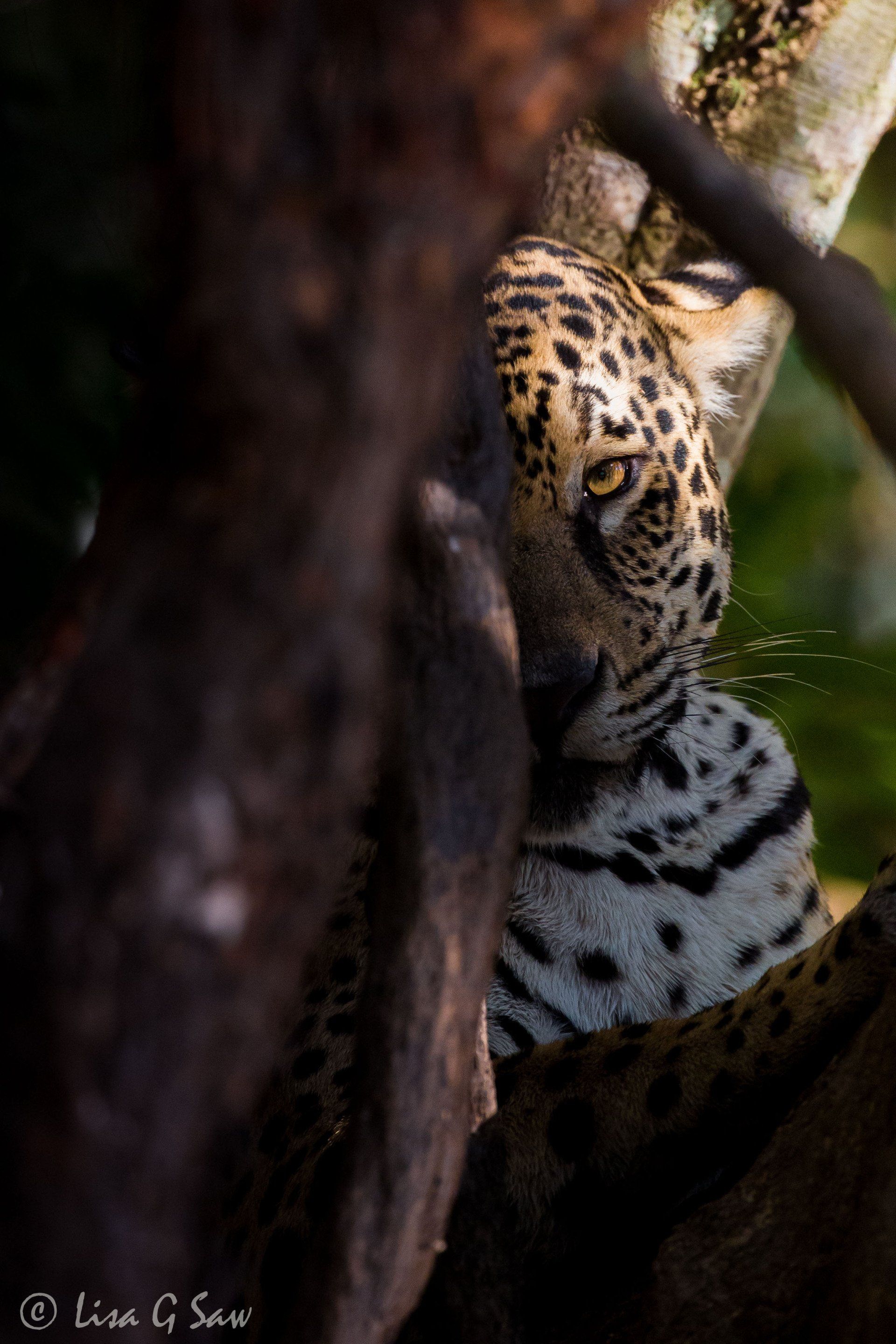 Jaguar partially hidden in shadows by tree
