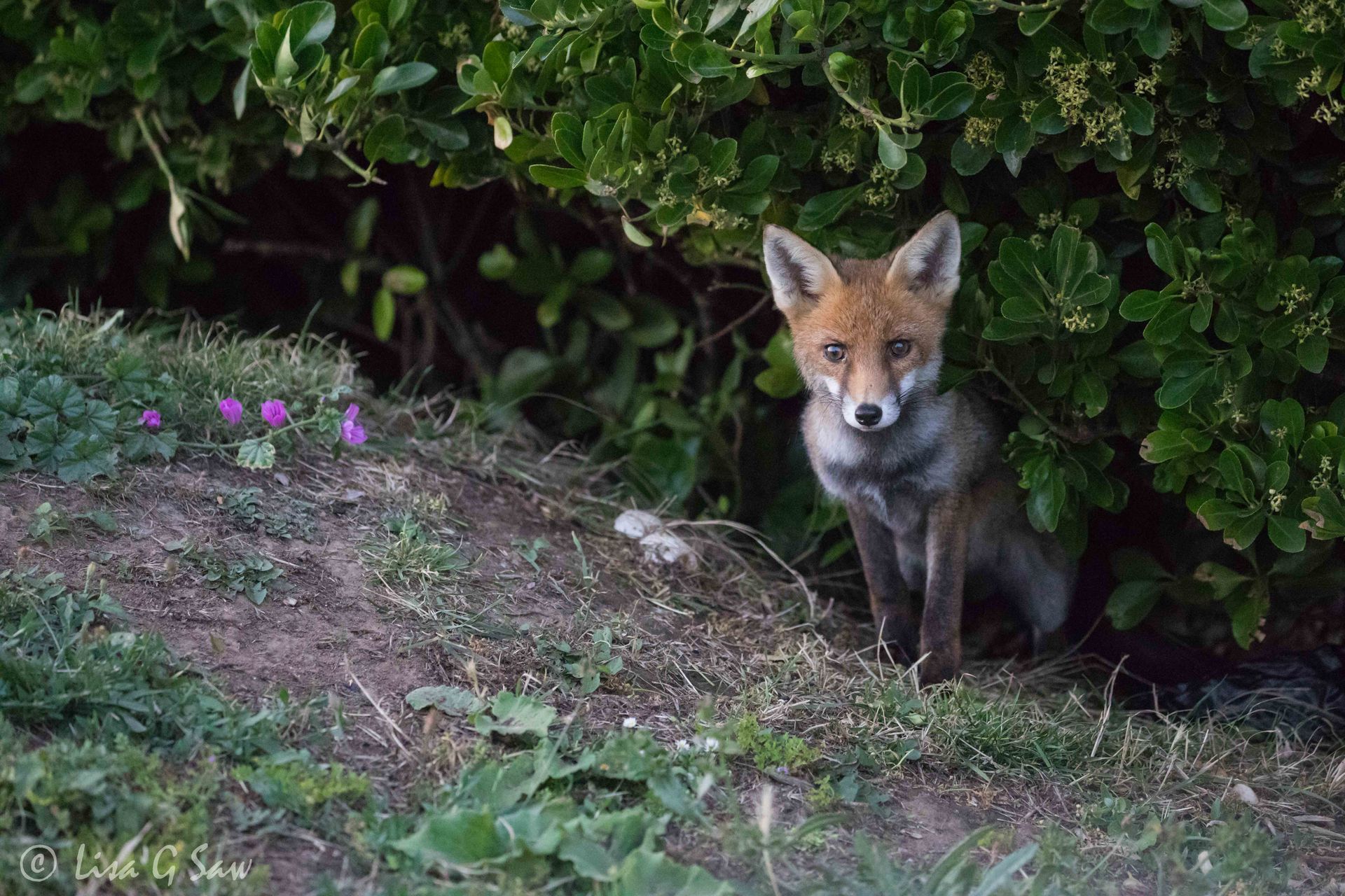 Fox cub appearing from under hedge