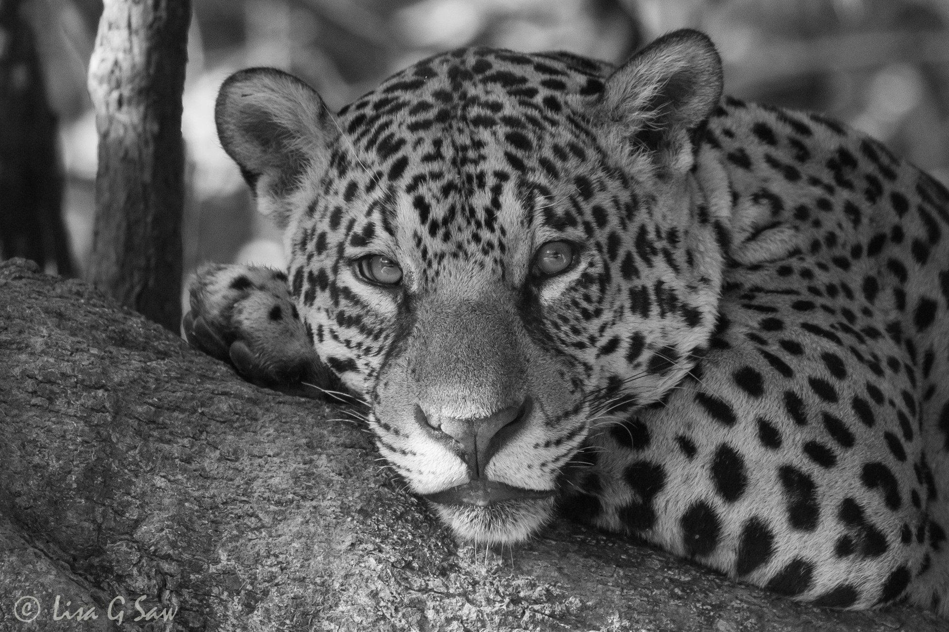 Close up of Jaguar resting head on leg (black and white)