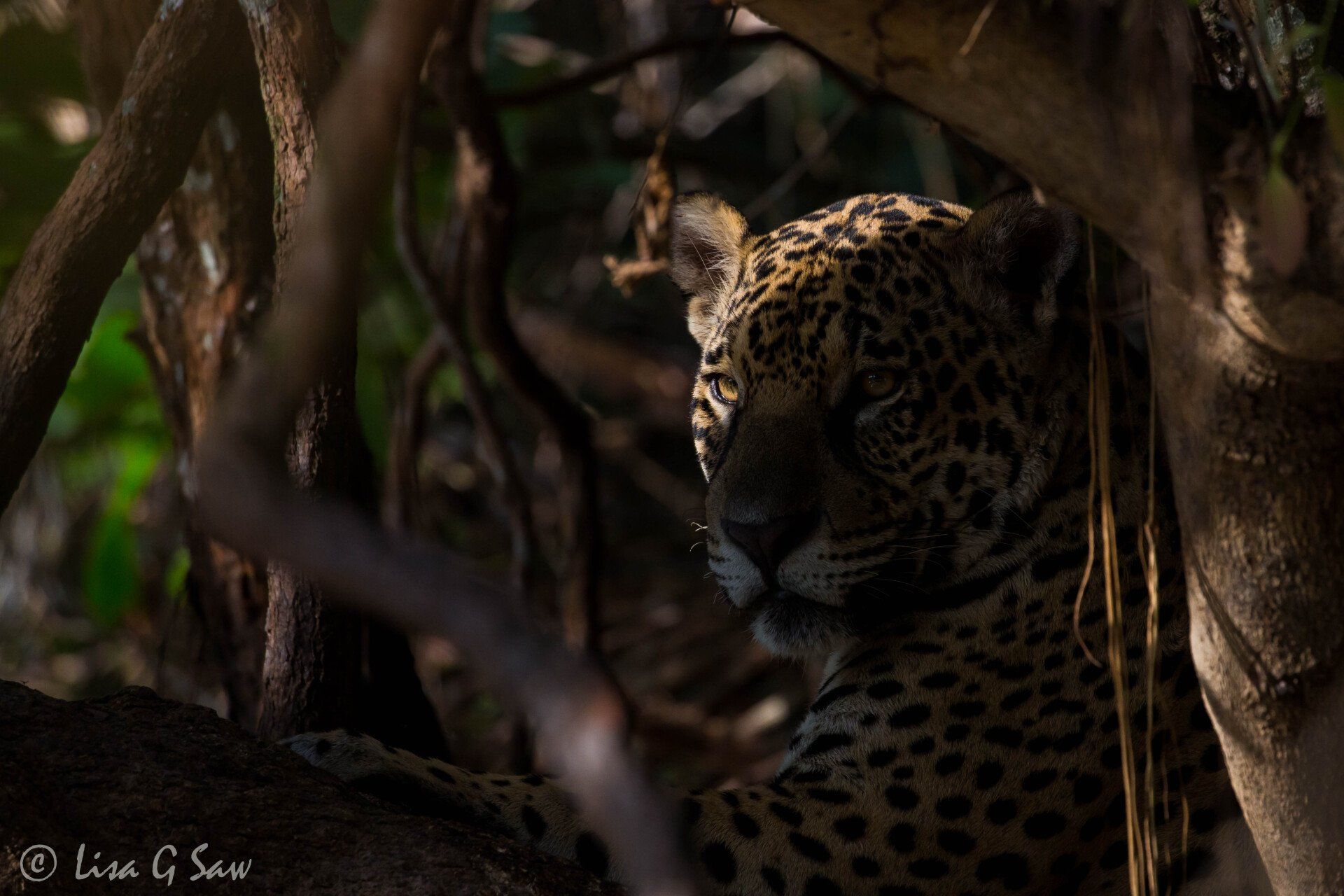 Jaguar partially in shadow of tree