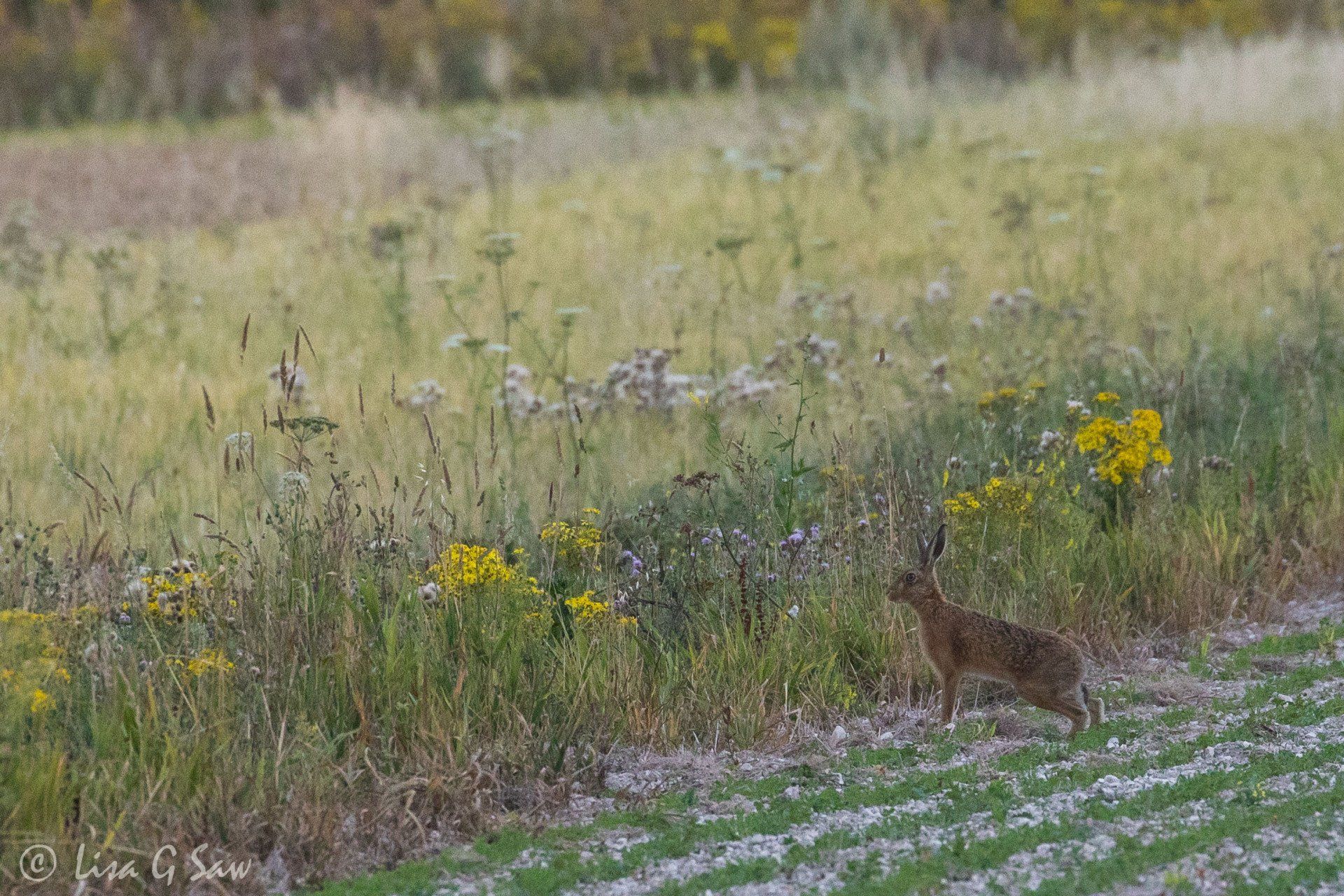 Hare alert on edge of field