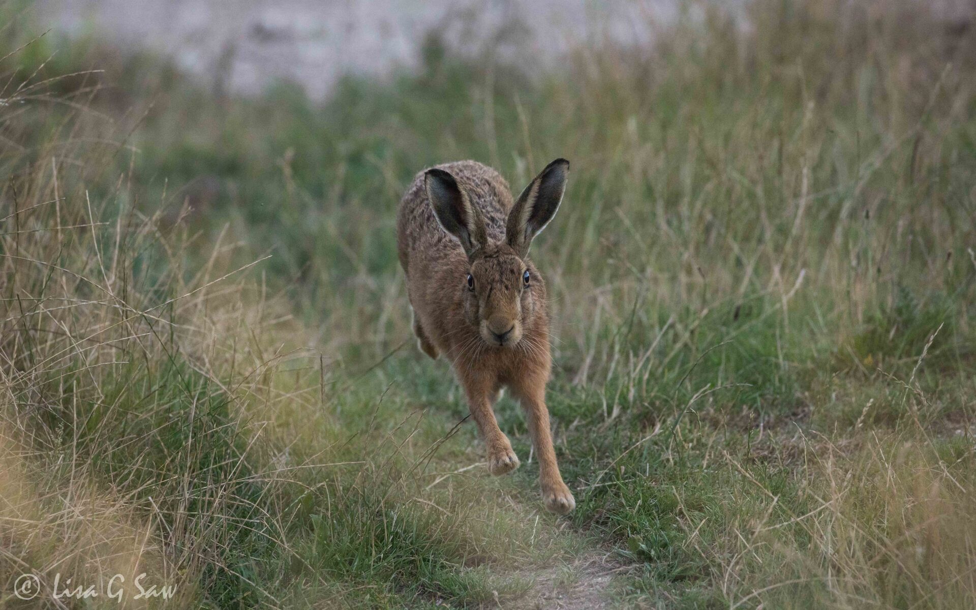 Hare running around the corner