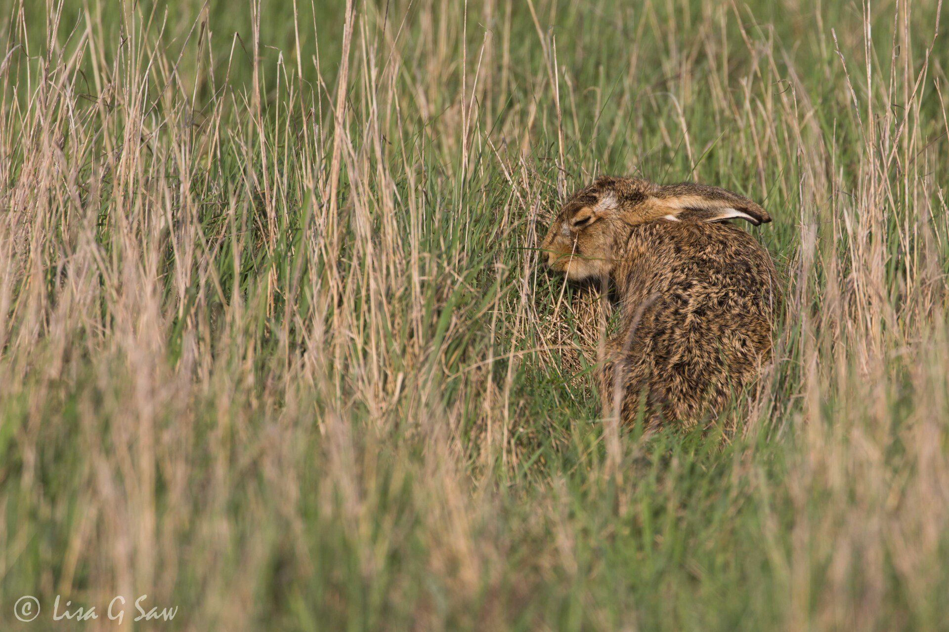 Hare with its eyes closed