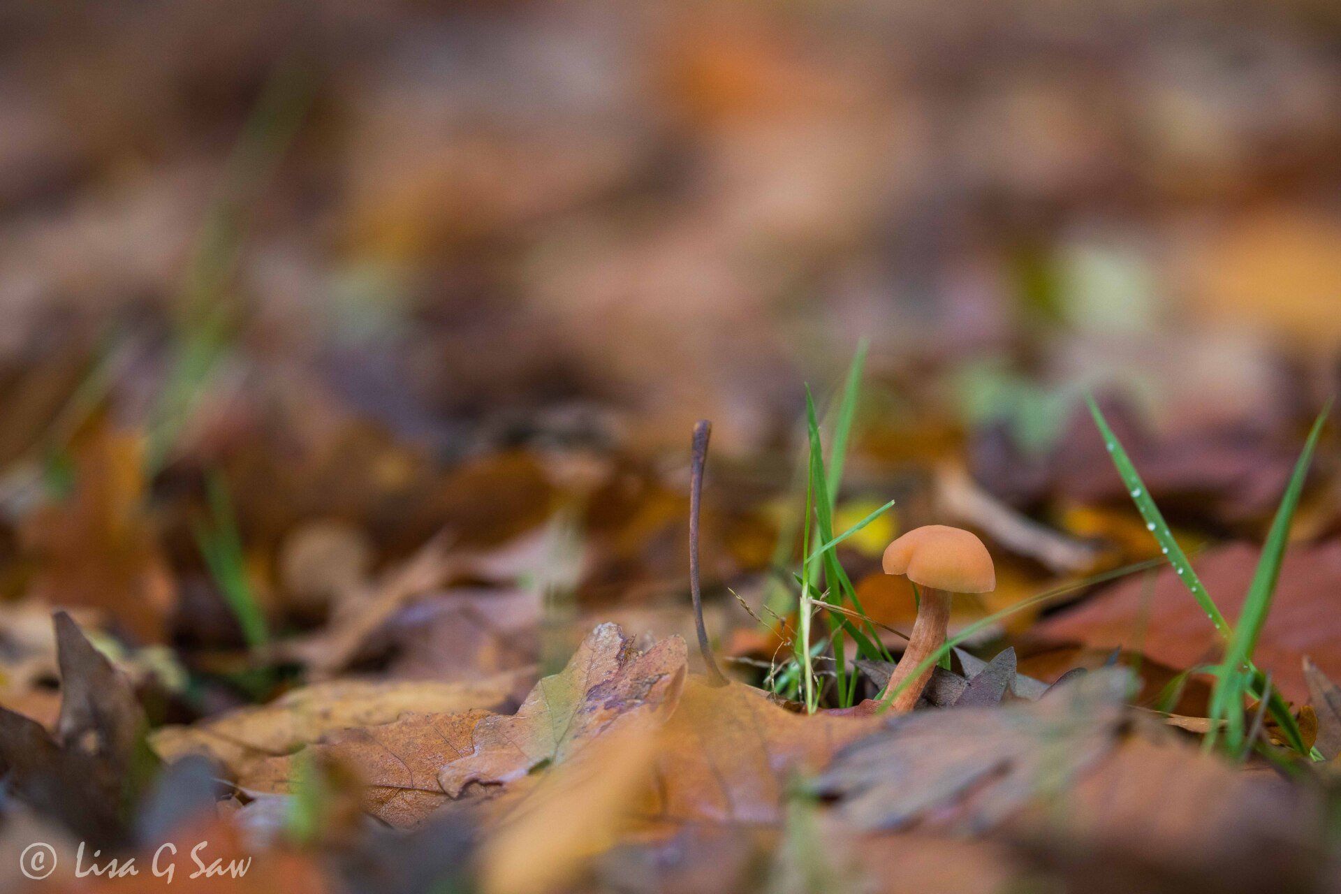 Small orange coloured fungus growing out of leaf litter