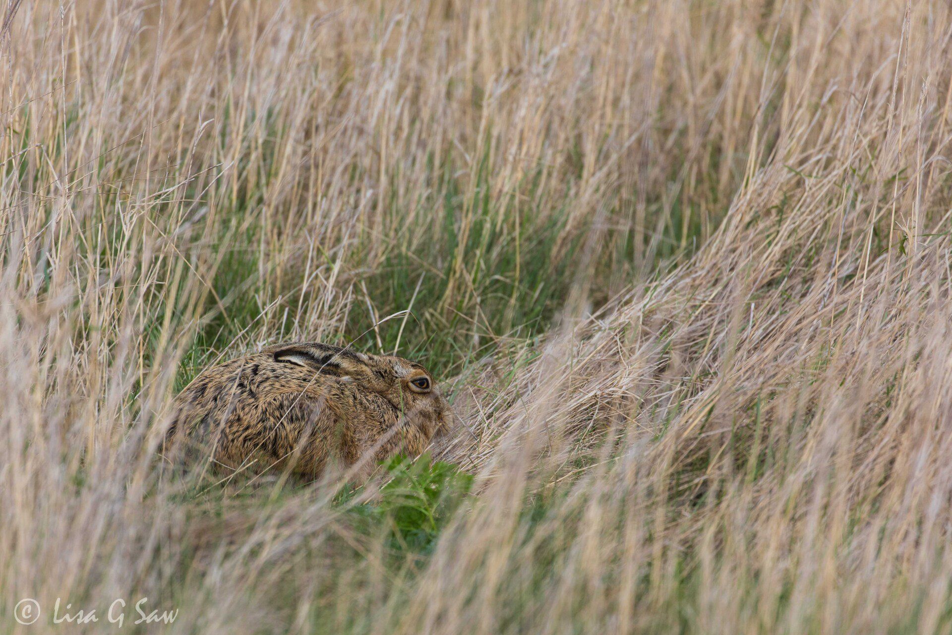Hare hunkered down in tall grass