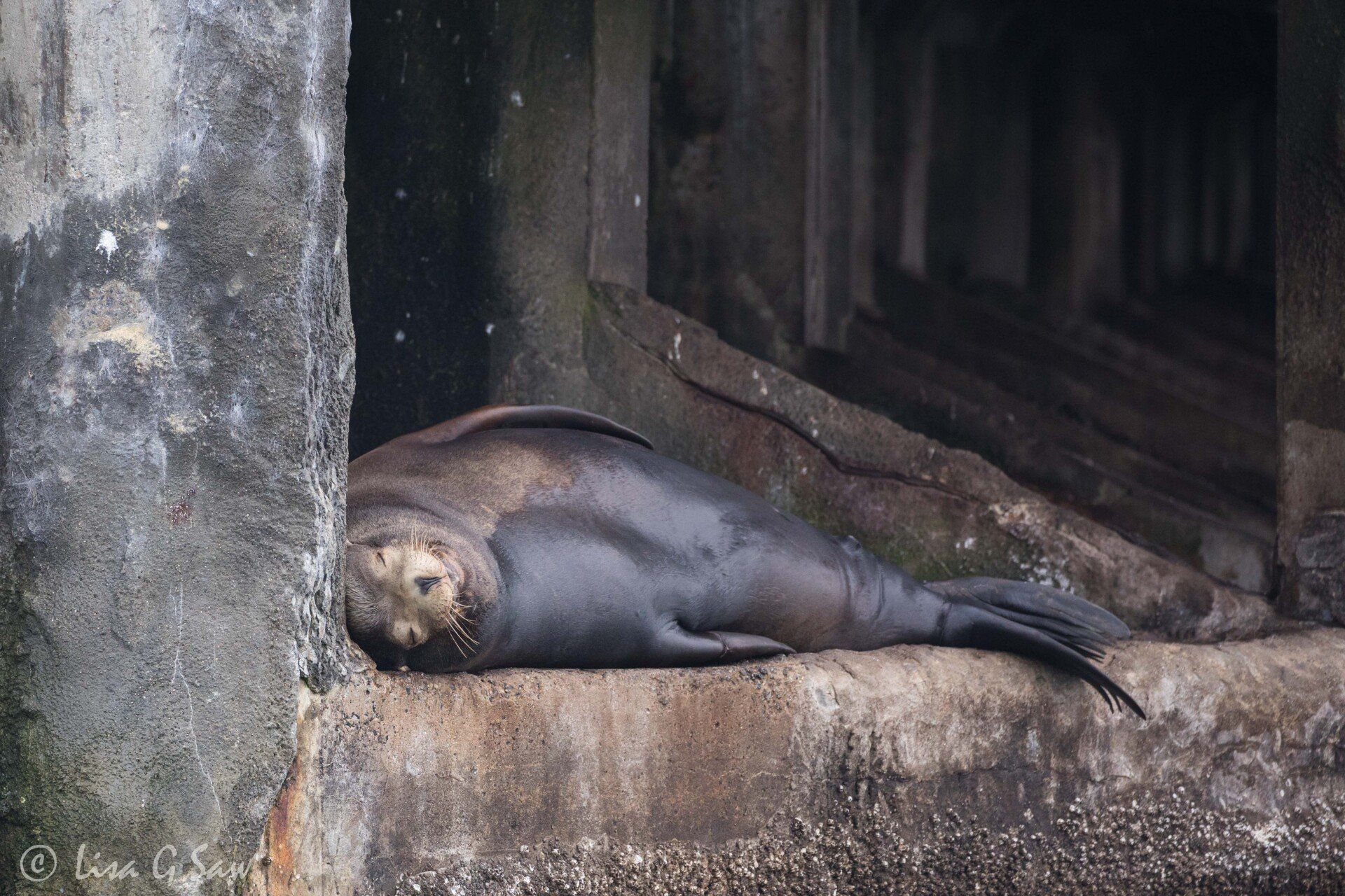 Sea Lion sleeping under a pier
