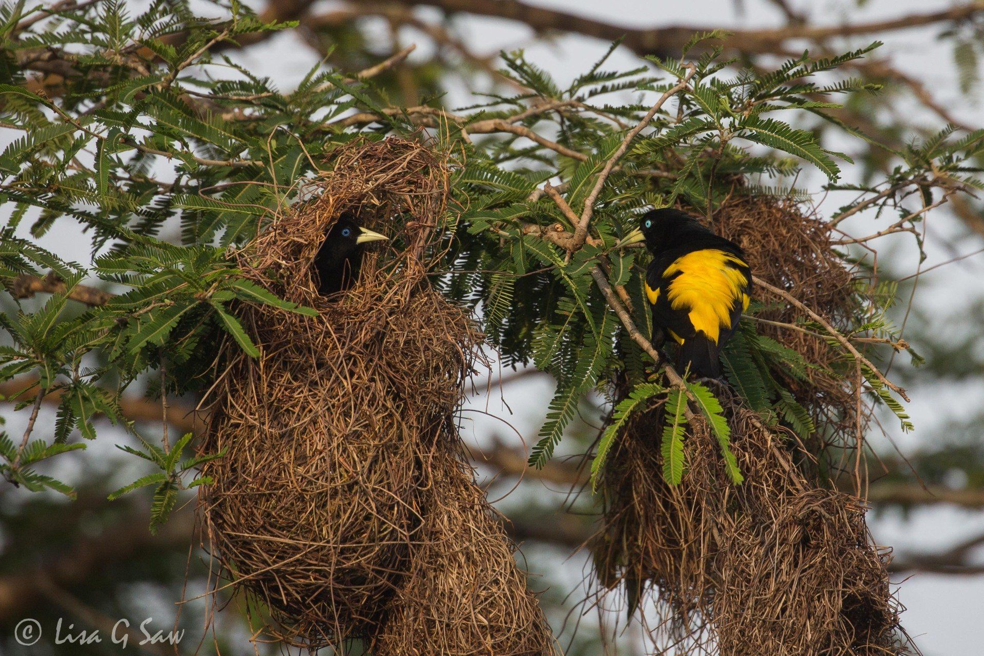 Two Yellow-Rumped Cacique at nest