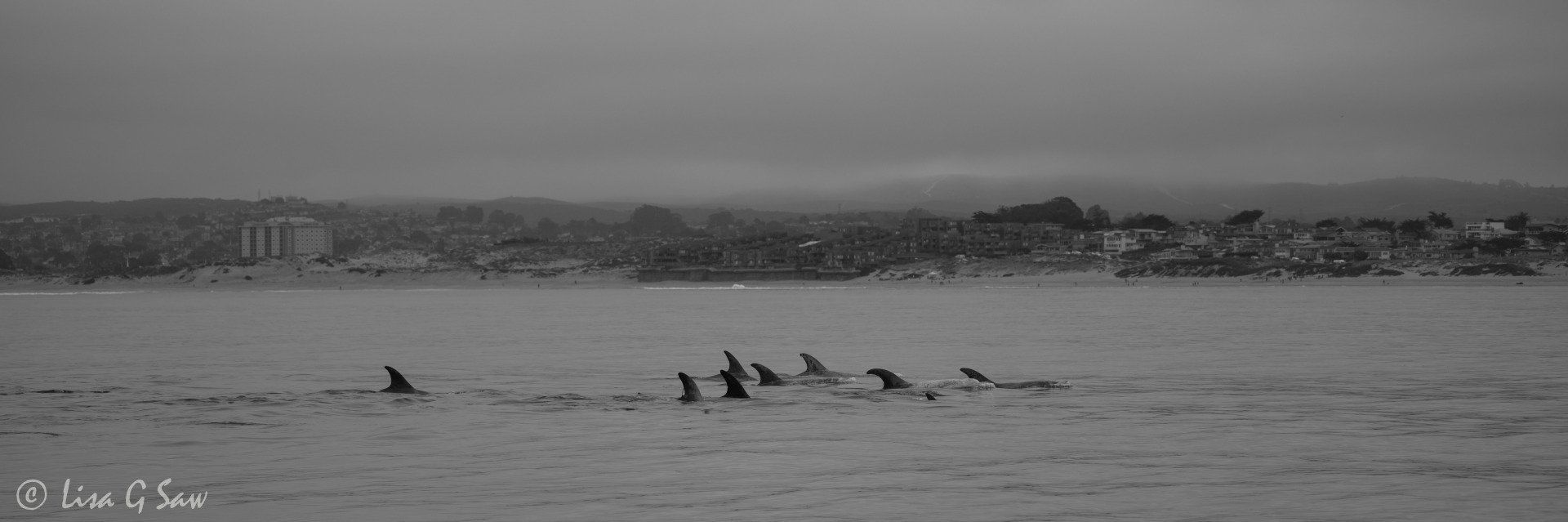 Small pod of dolphins in Monterey Bay (black and white)
