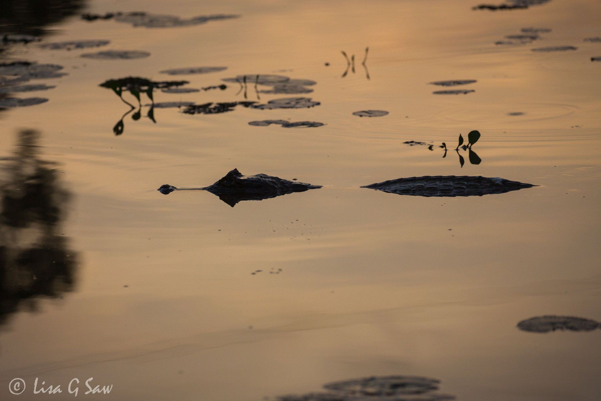 Silhouette of Caiman in water at dusk