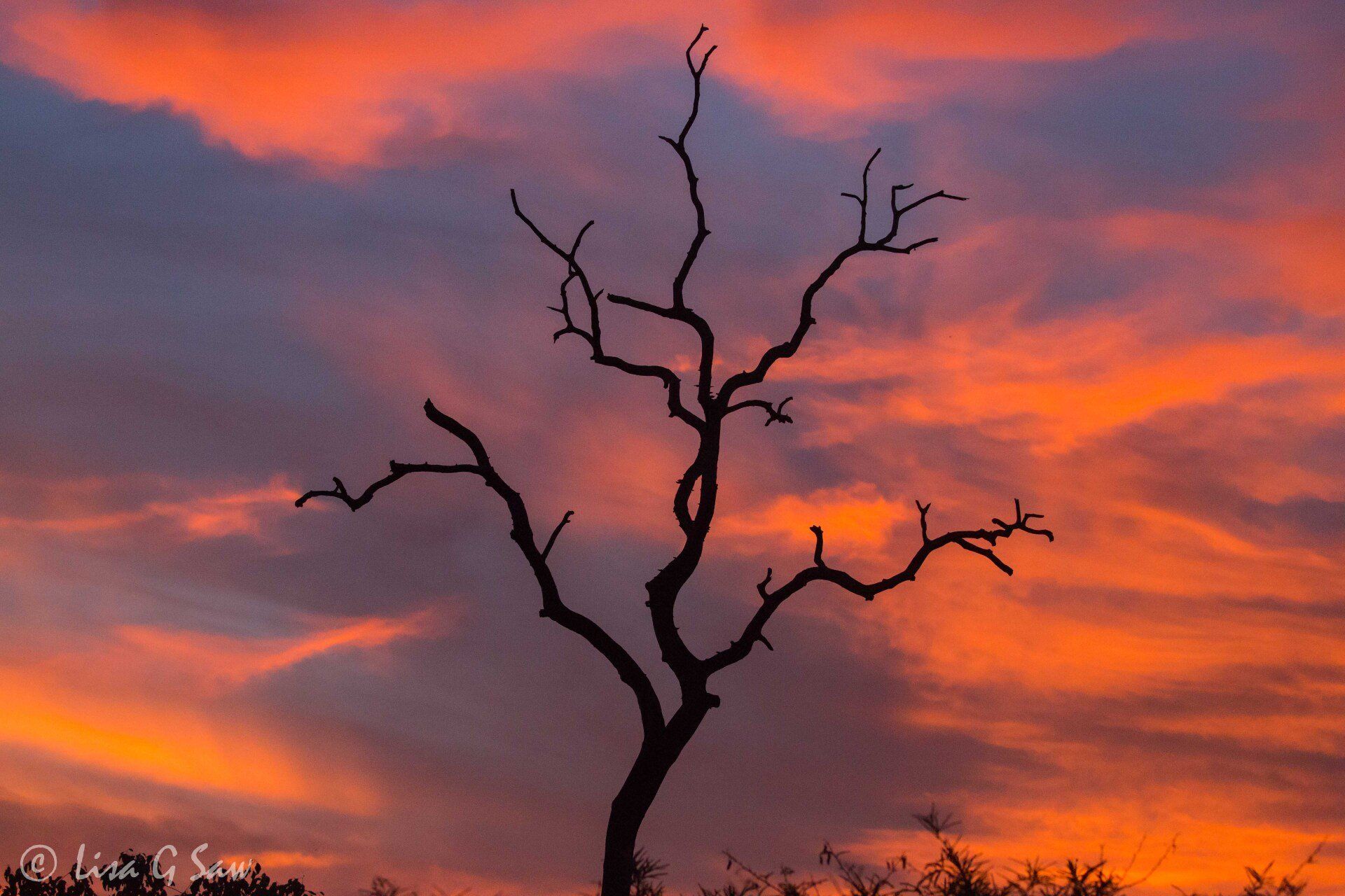 Dead tree against orange clouds at sunset