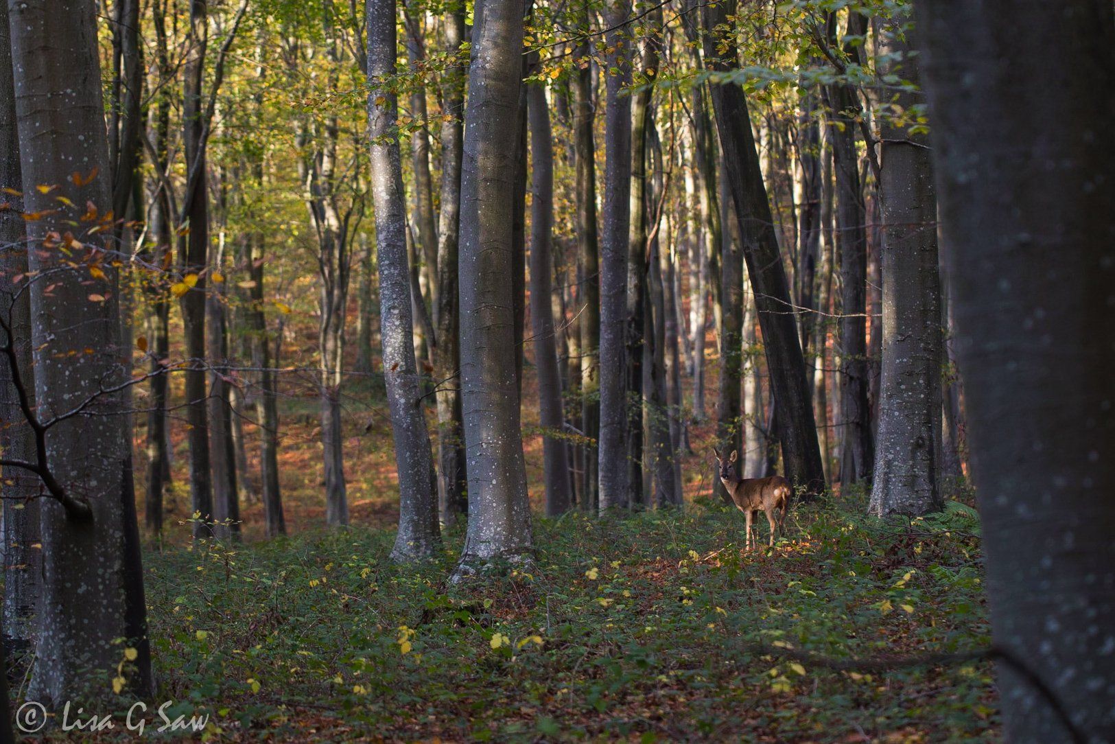 Female Roe Deer in a beech woodland in Eartham Woods