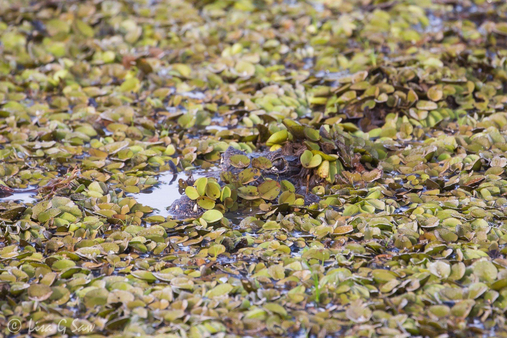 Caiman hidden by vegetation in water