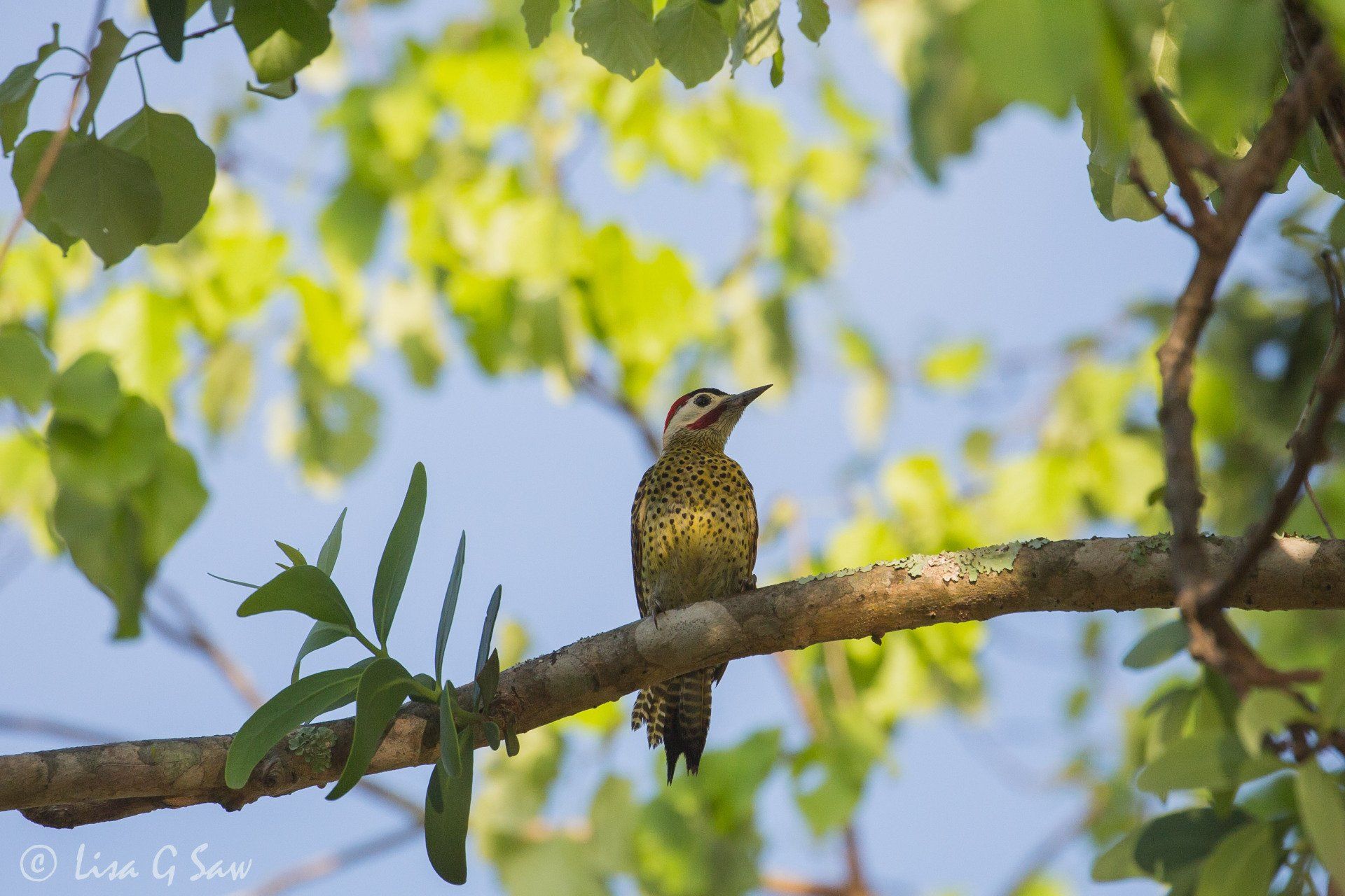 Green-Barred Woodpecker in shade of tree