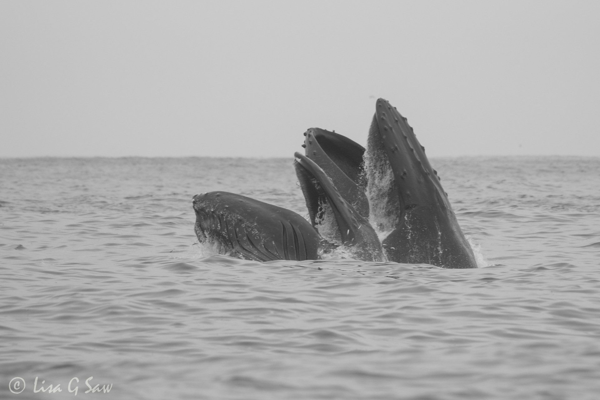 Two Humpback Whales breach feeding (black and white)
