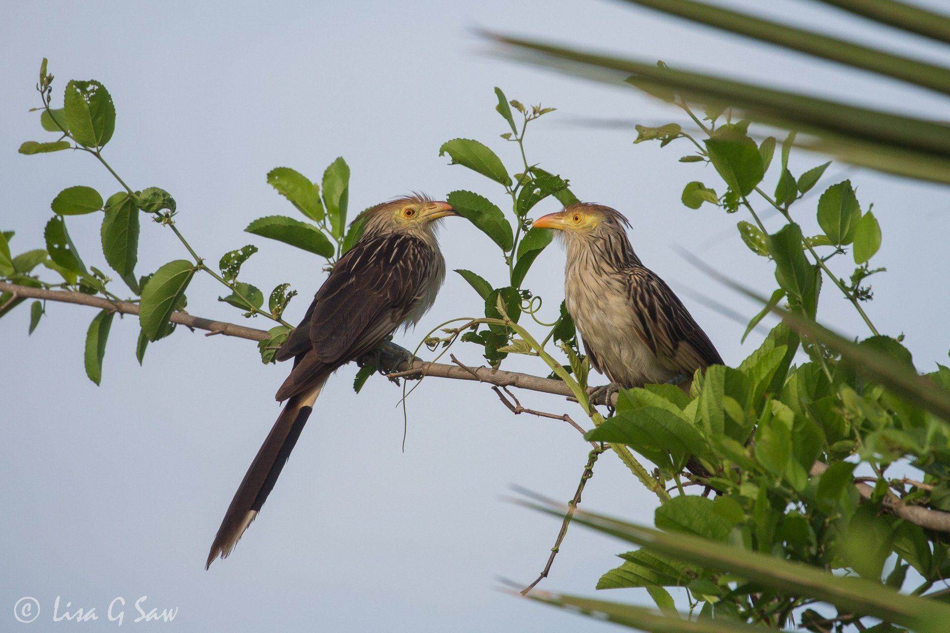 Two Juvenile Guira Cuckoos facing each other