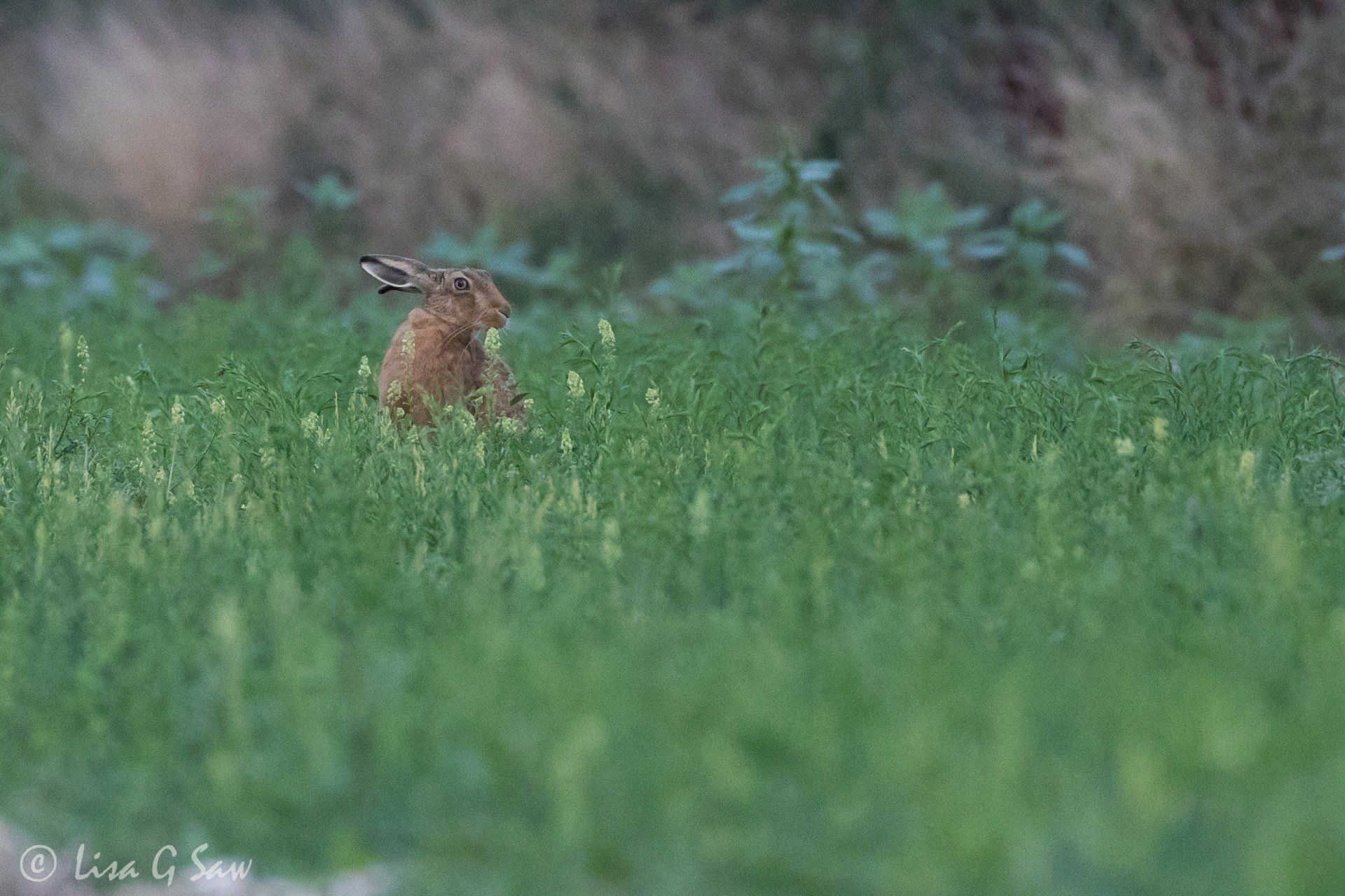 Hare sitting at dusk