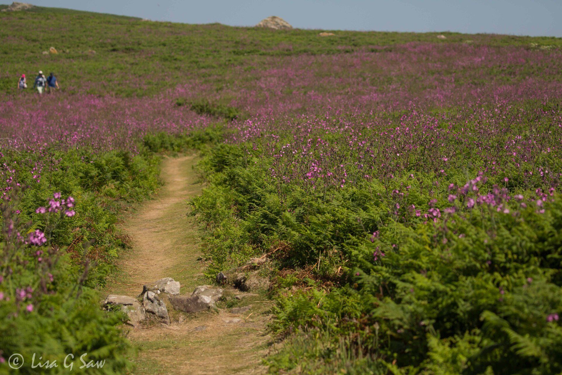 Swathe of Red Campion and path on Skomer Island