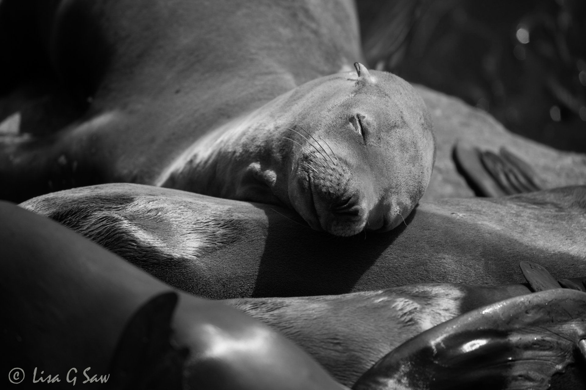 Sea Lion sleeping in the sun, Monterey Bay (black and white)