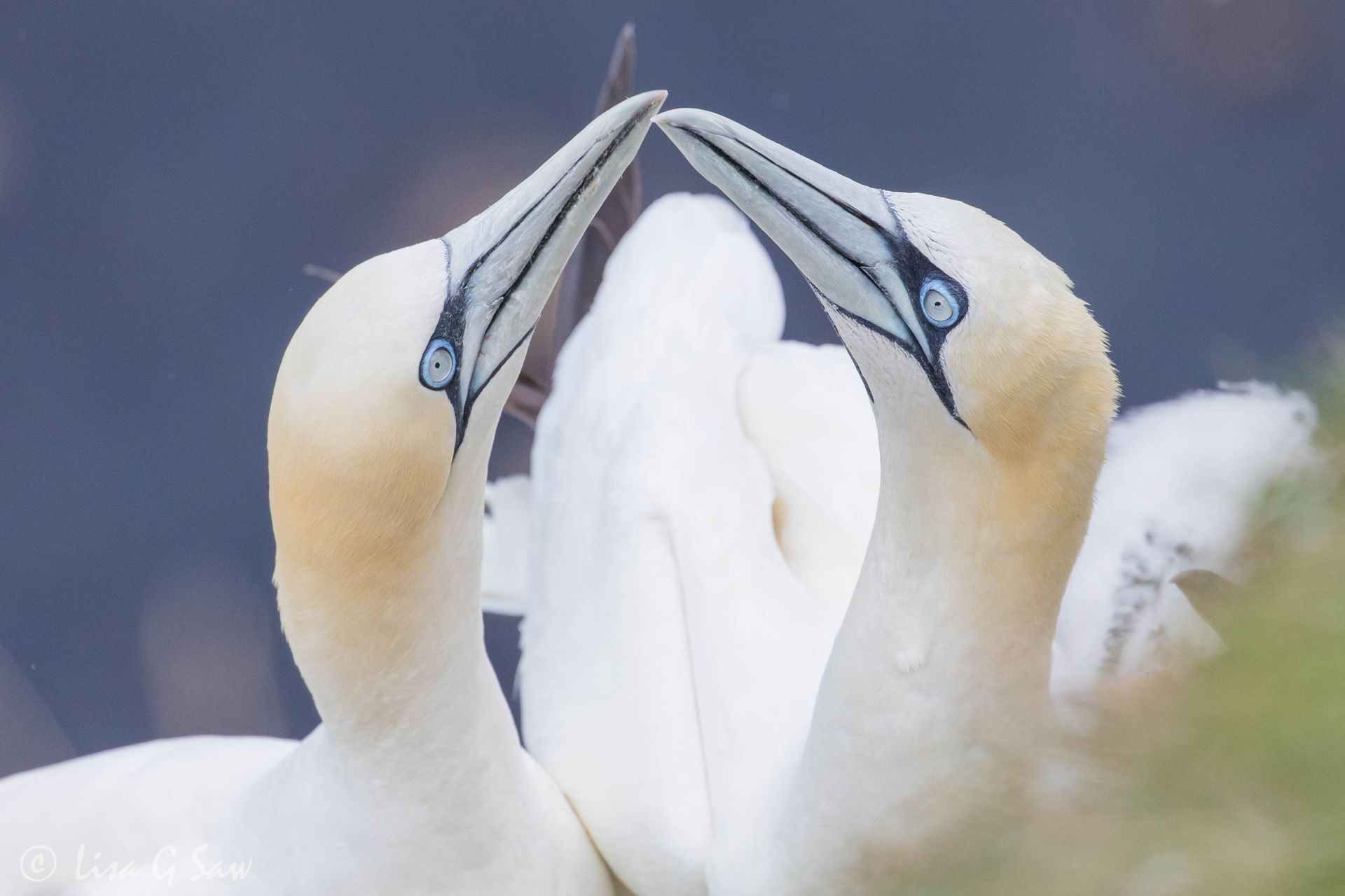 Close up of two Gannets with bills almost touching