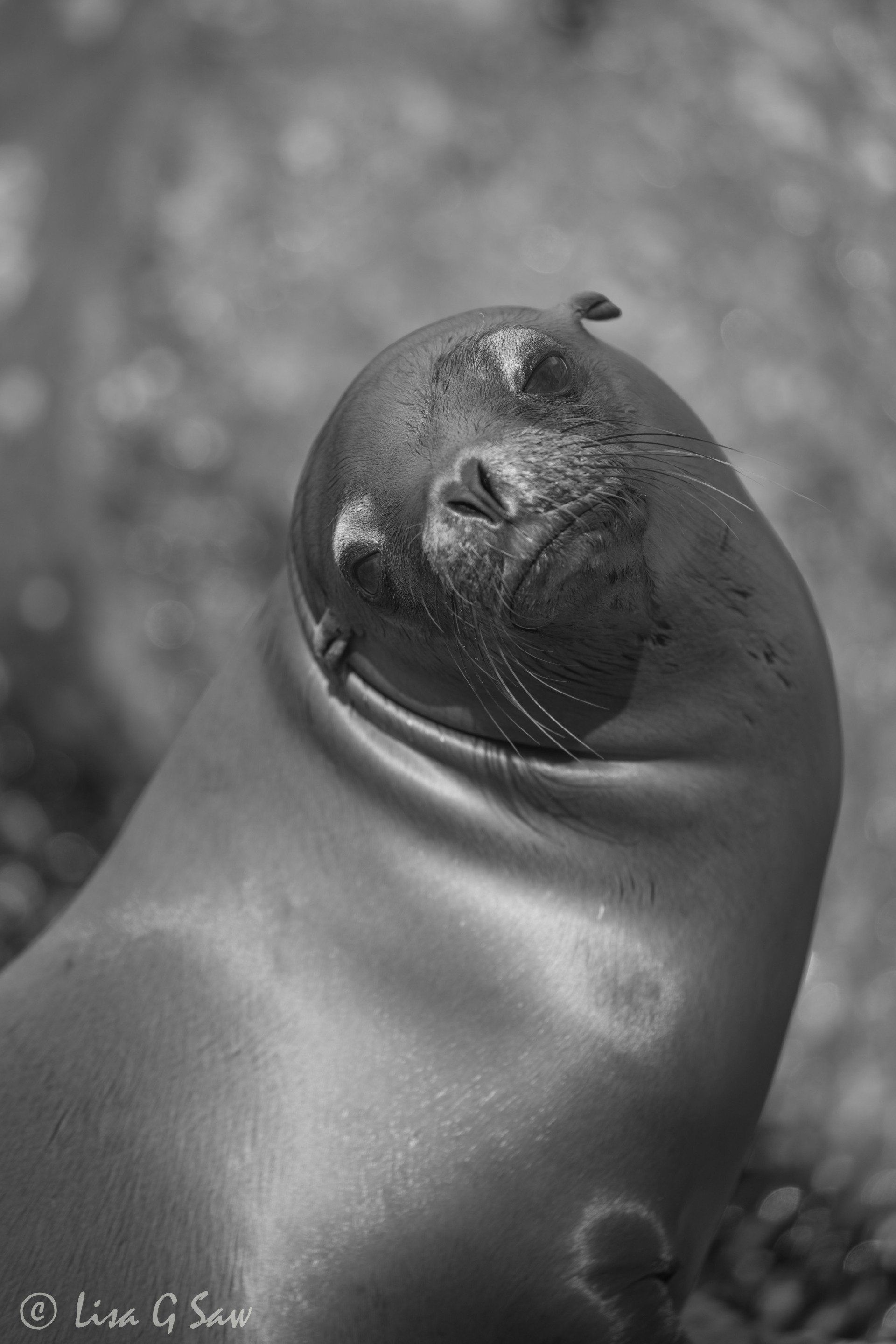 Sea Lion tilting it's head (black and white)