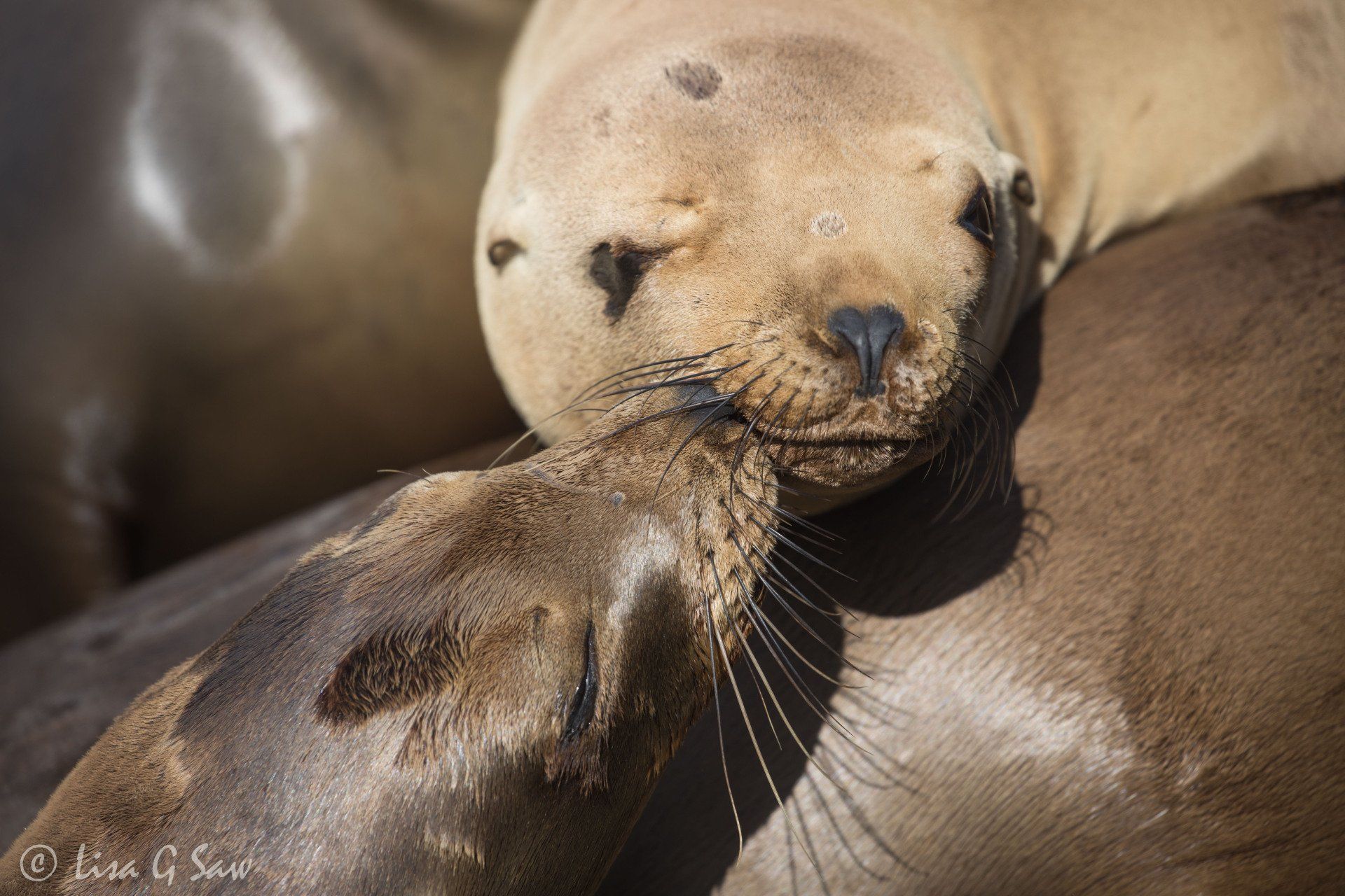 Two Sea Lions kissing in Monterey Bay