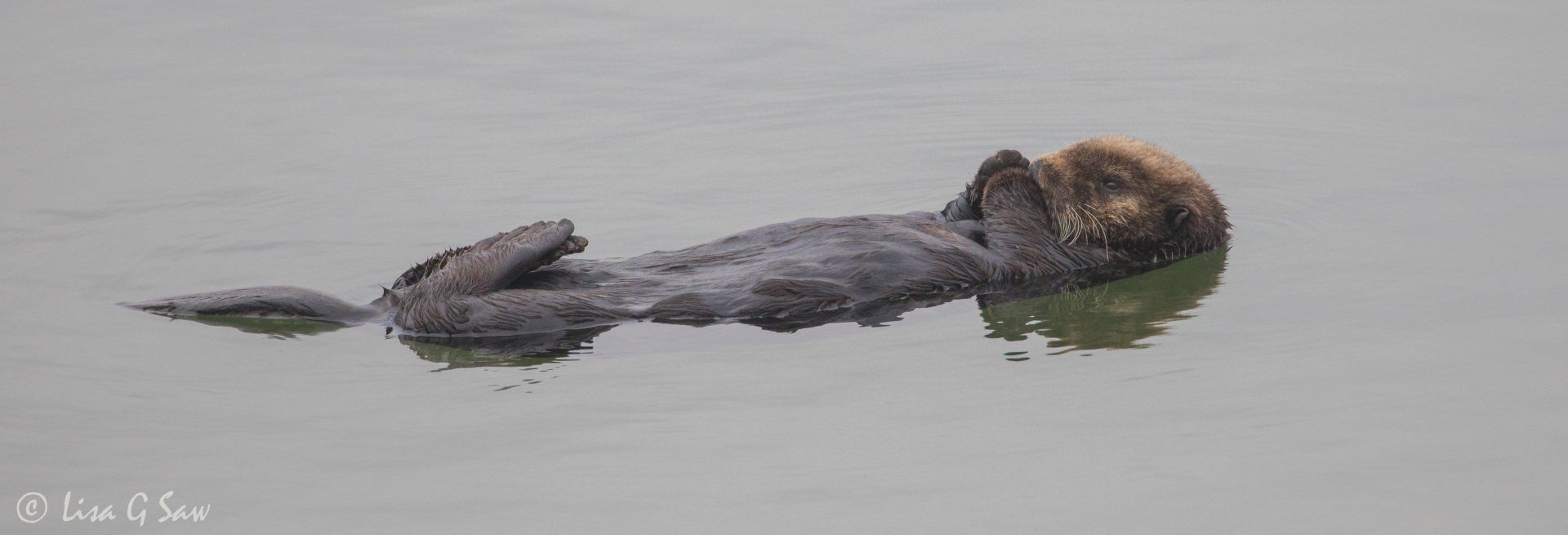 Sea Otter floating on its back with paws together