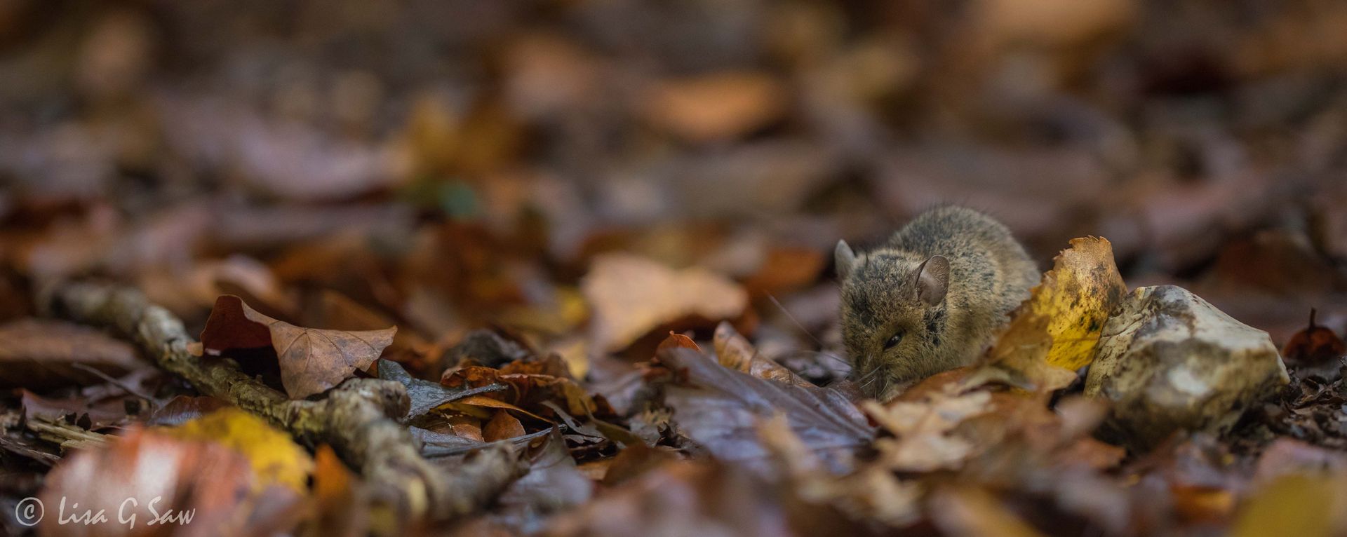 Wood Mouse rootling through the leaf litter, Slindon Woods