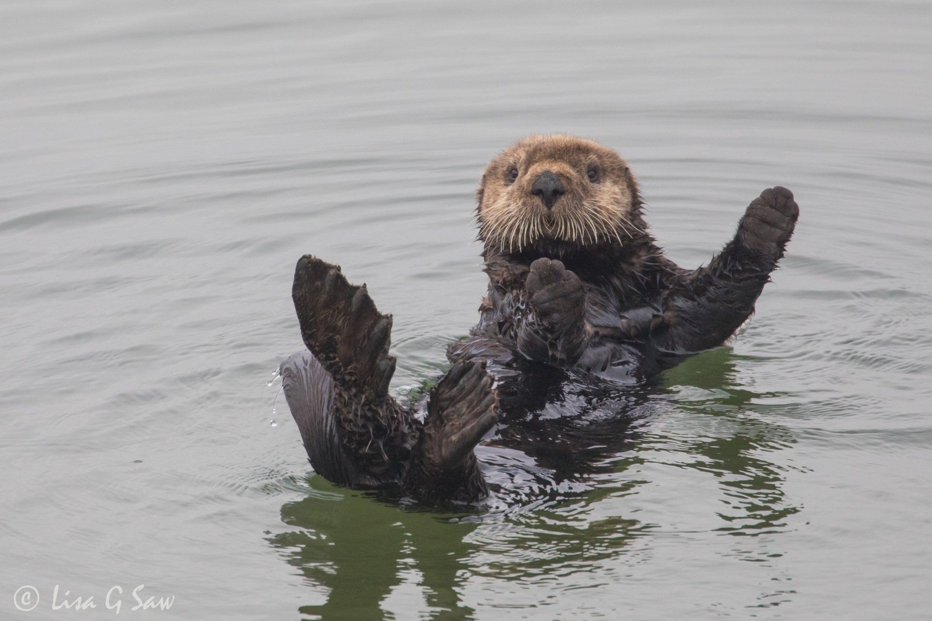 Sea Otter floating in water with paws and feet up in the air
