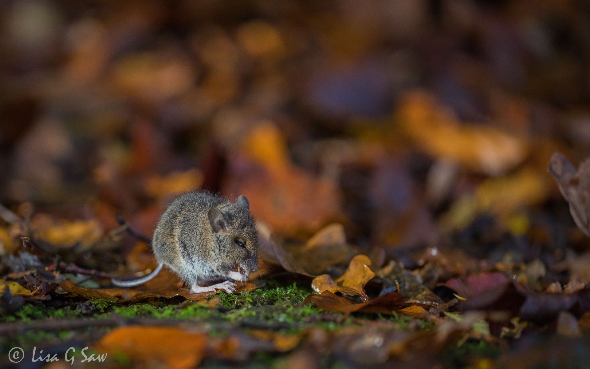 Wood Mouse amongst the autumn leaf litter