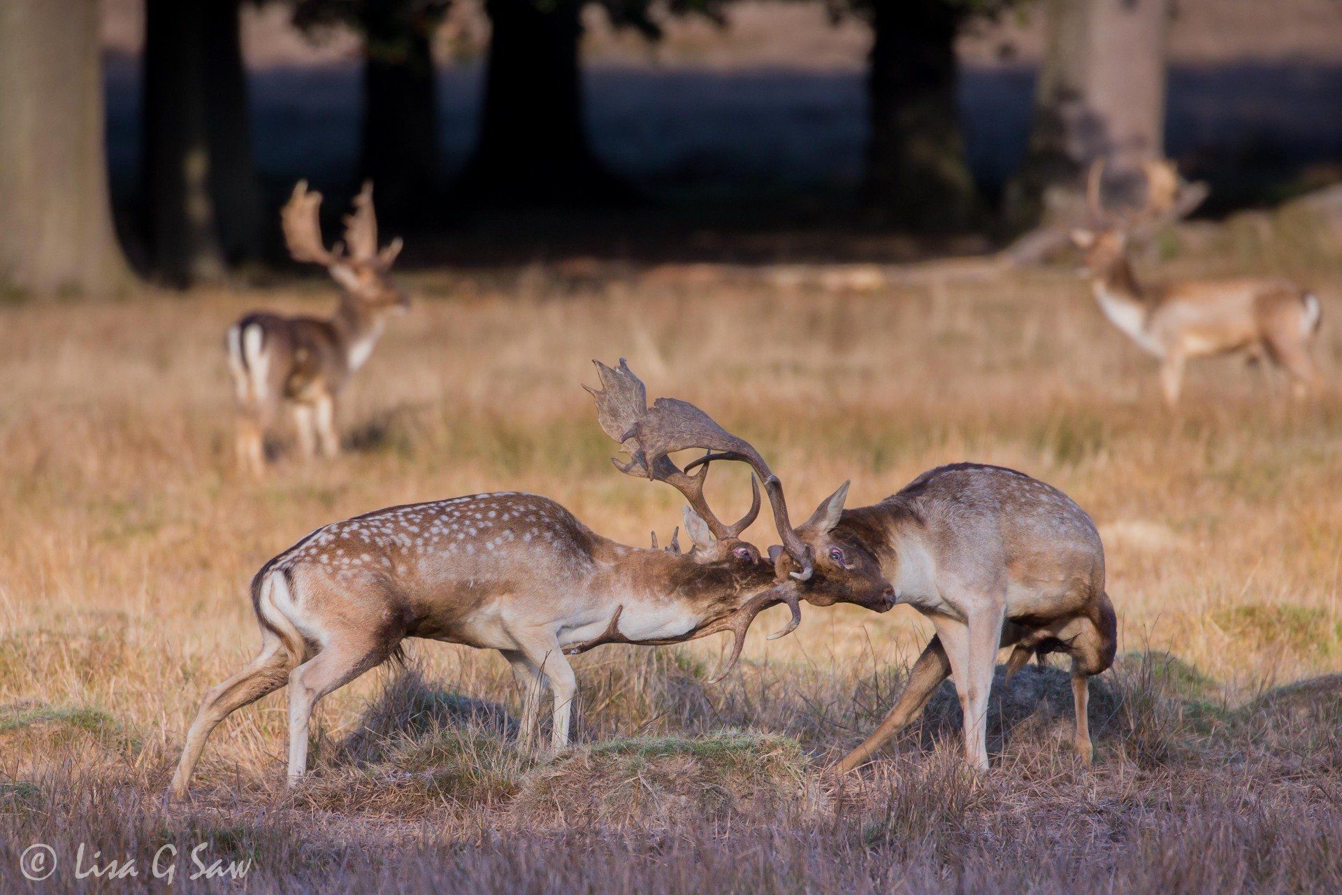 Fallow Deer bucks rutting at Petworth Park