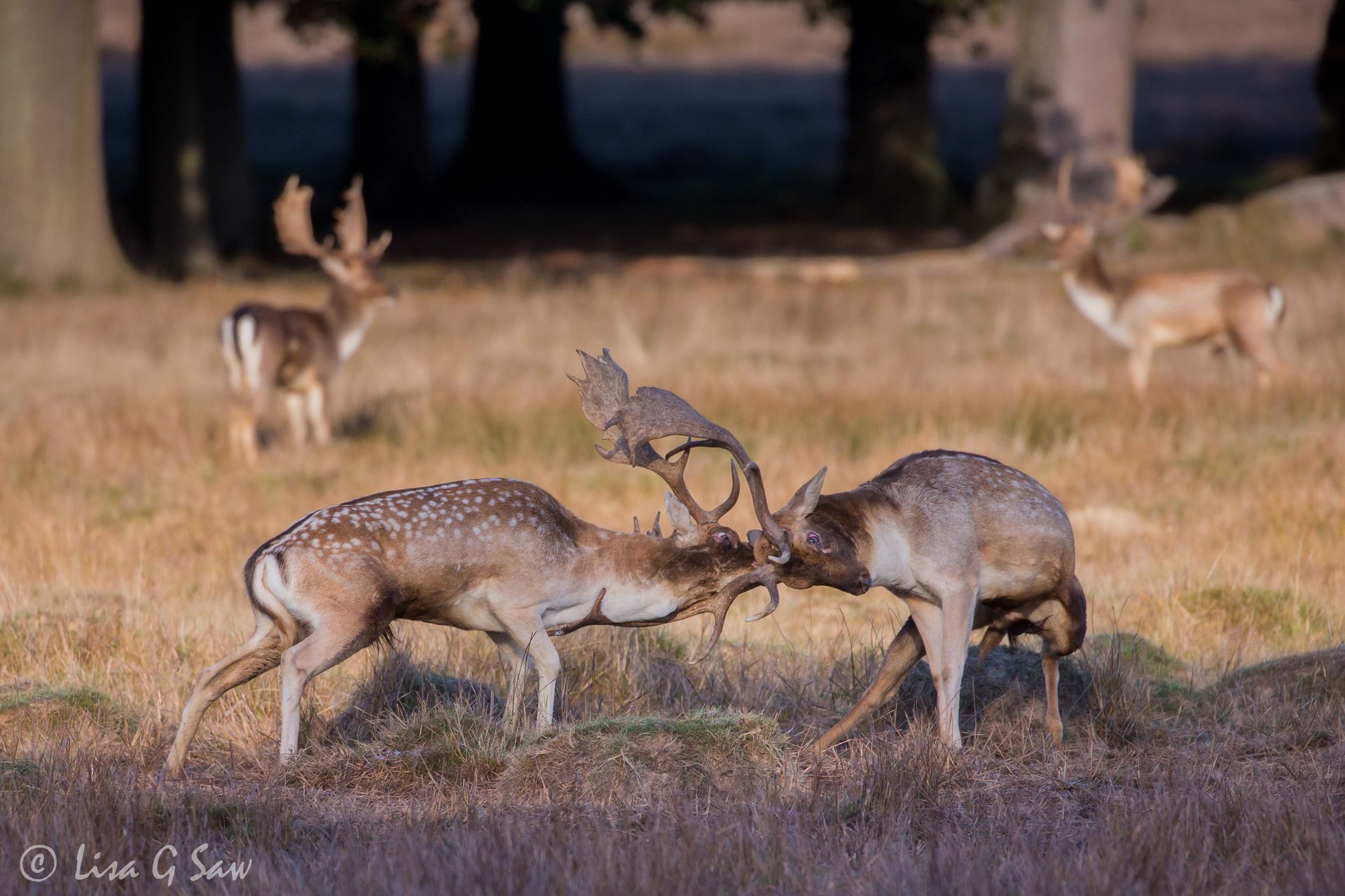 Two Roe Deer bucks rutting at Petworth Park