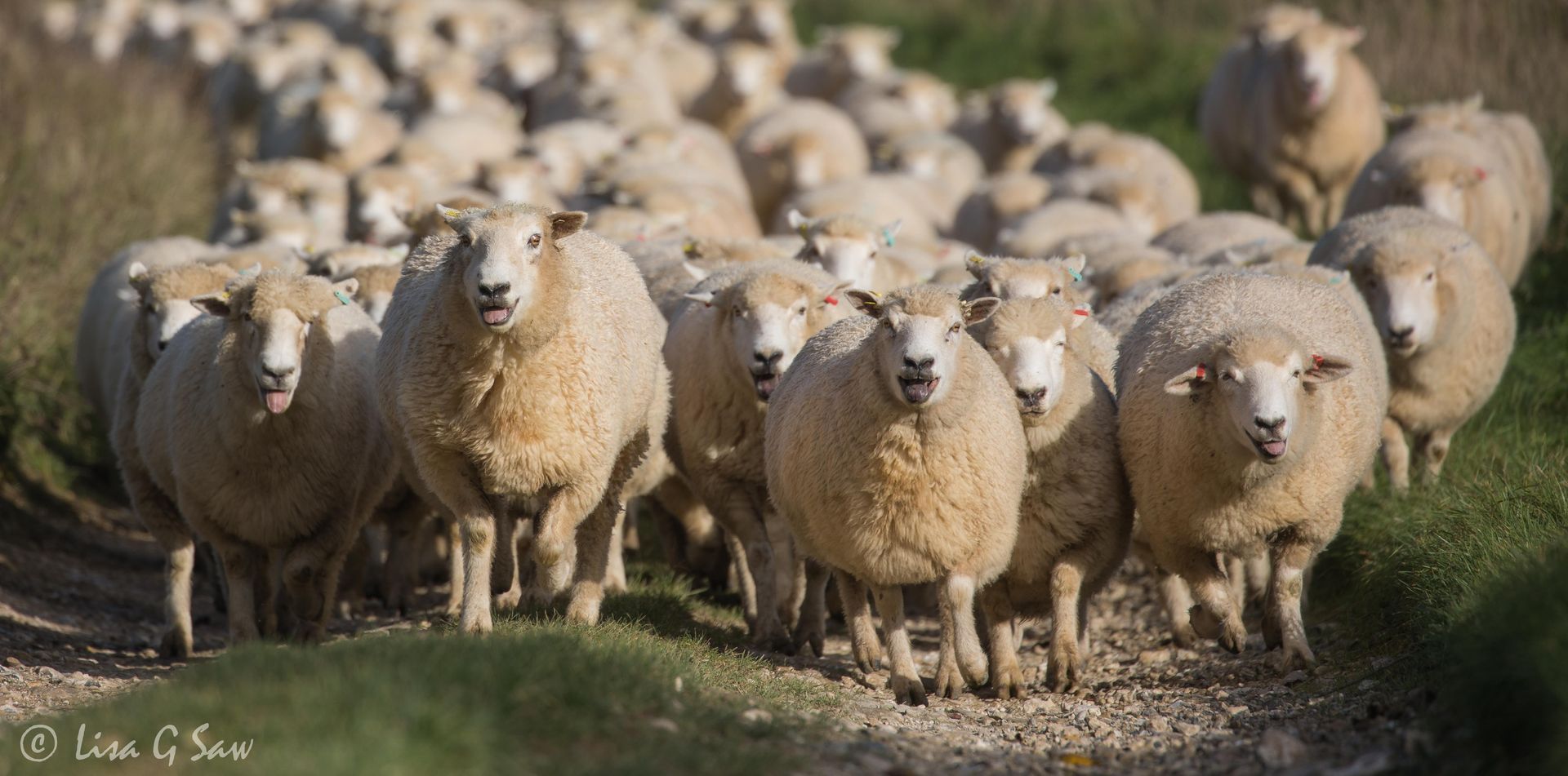 A flock of sheep running along a path, ewes