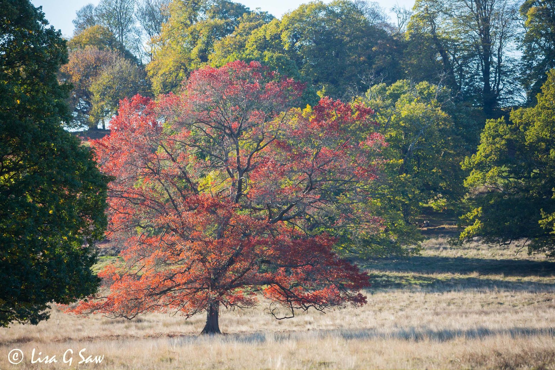 Red leaves of tree in autumn
