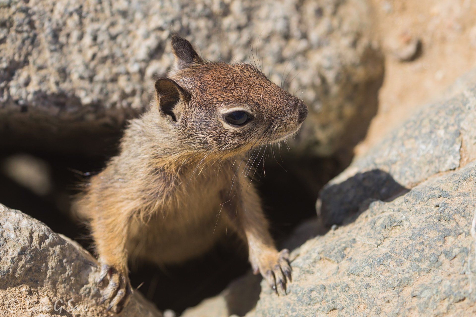 Young ground squirrel emerging from hole in rocks, California