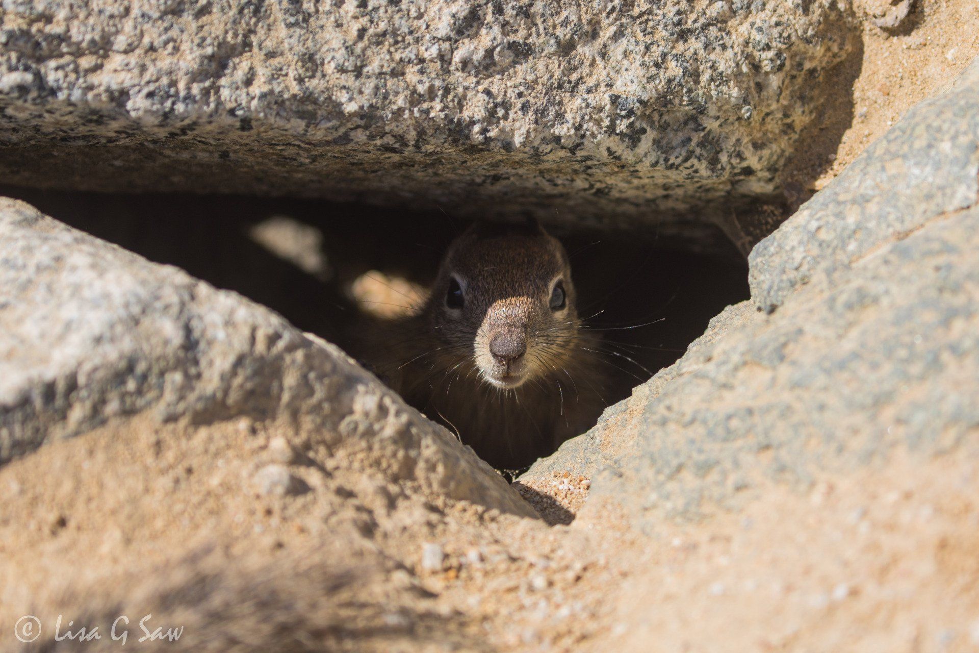 Ground Squirrel peering through gap in rocks