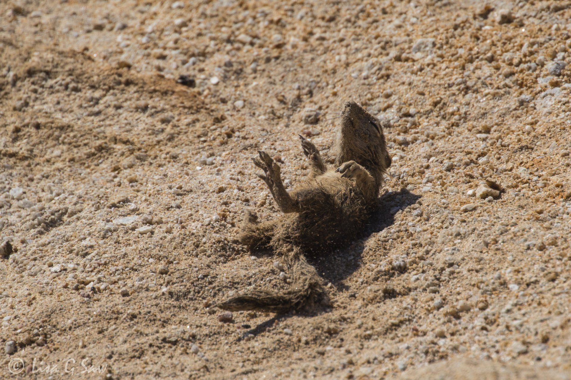 Young ground squirrel rolling around in sand