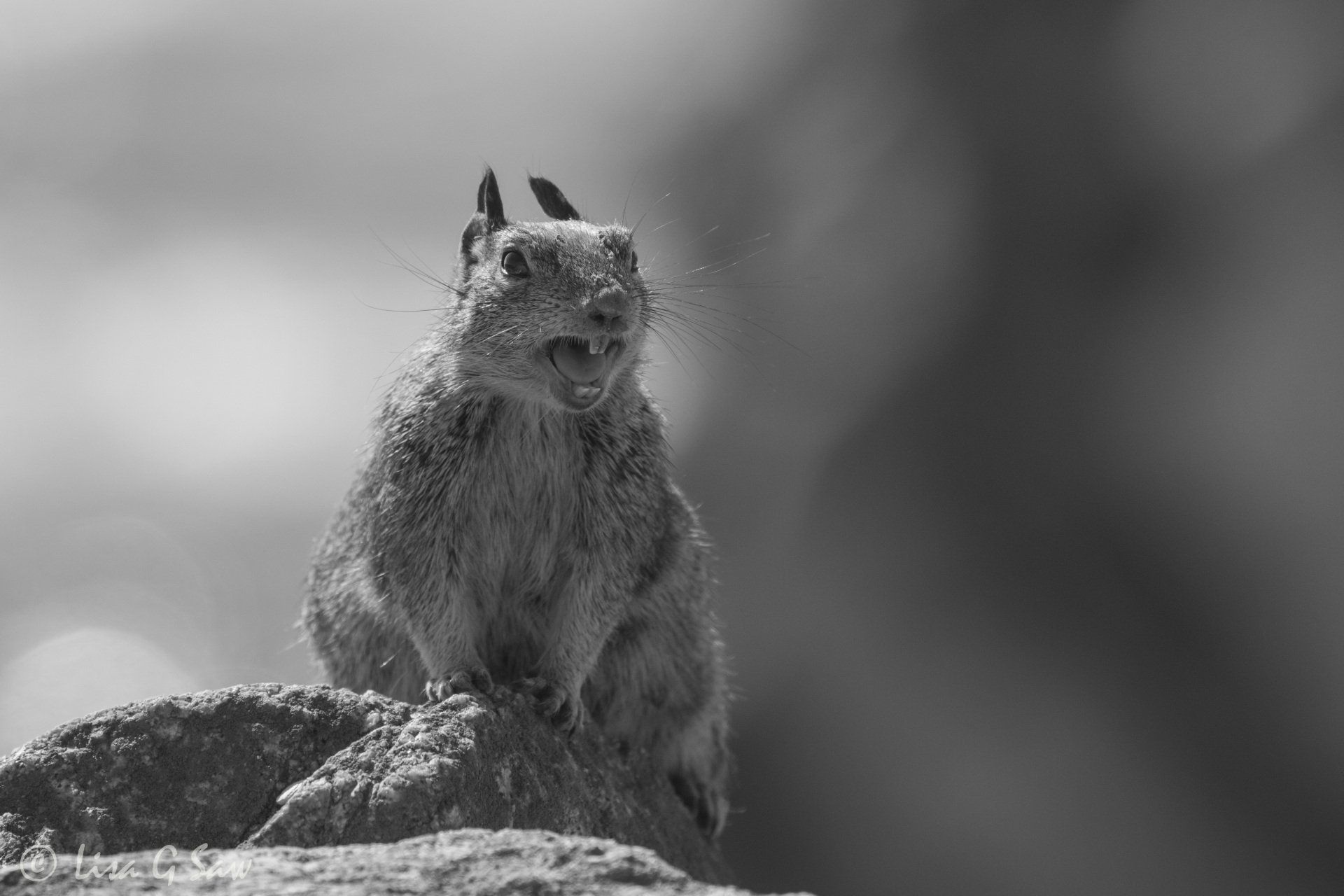 Ground squirrel calling out up close (black and white)