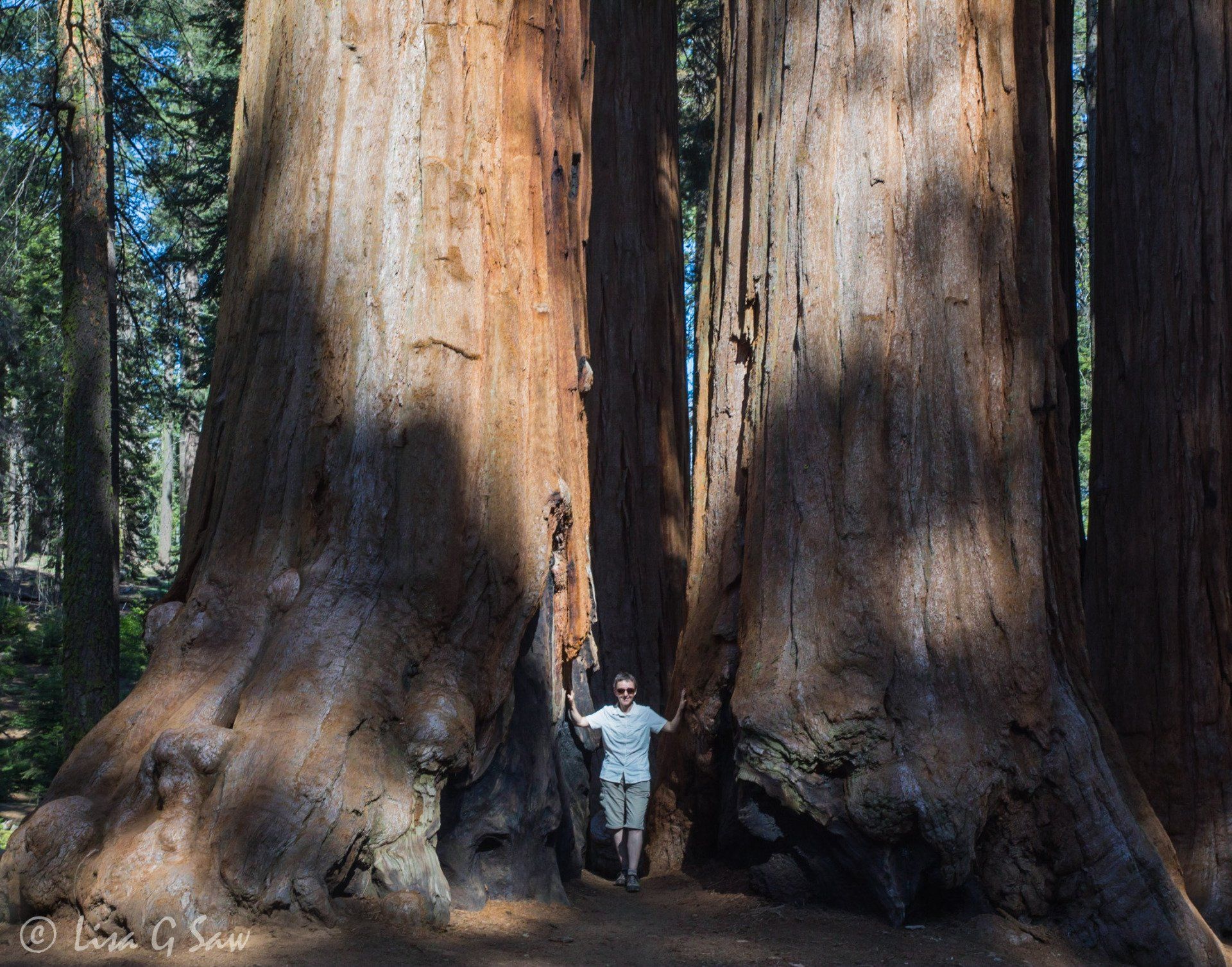 Person standing between the base of two giant redwood trees