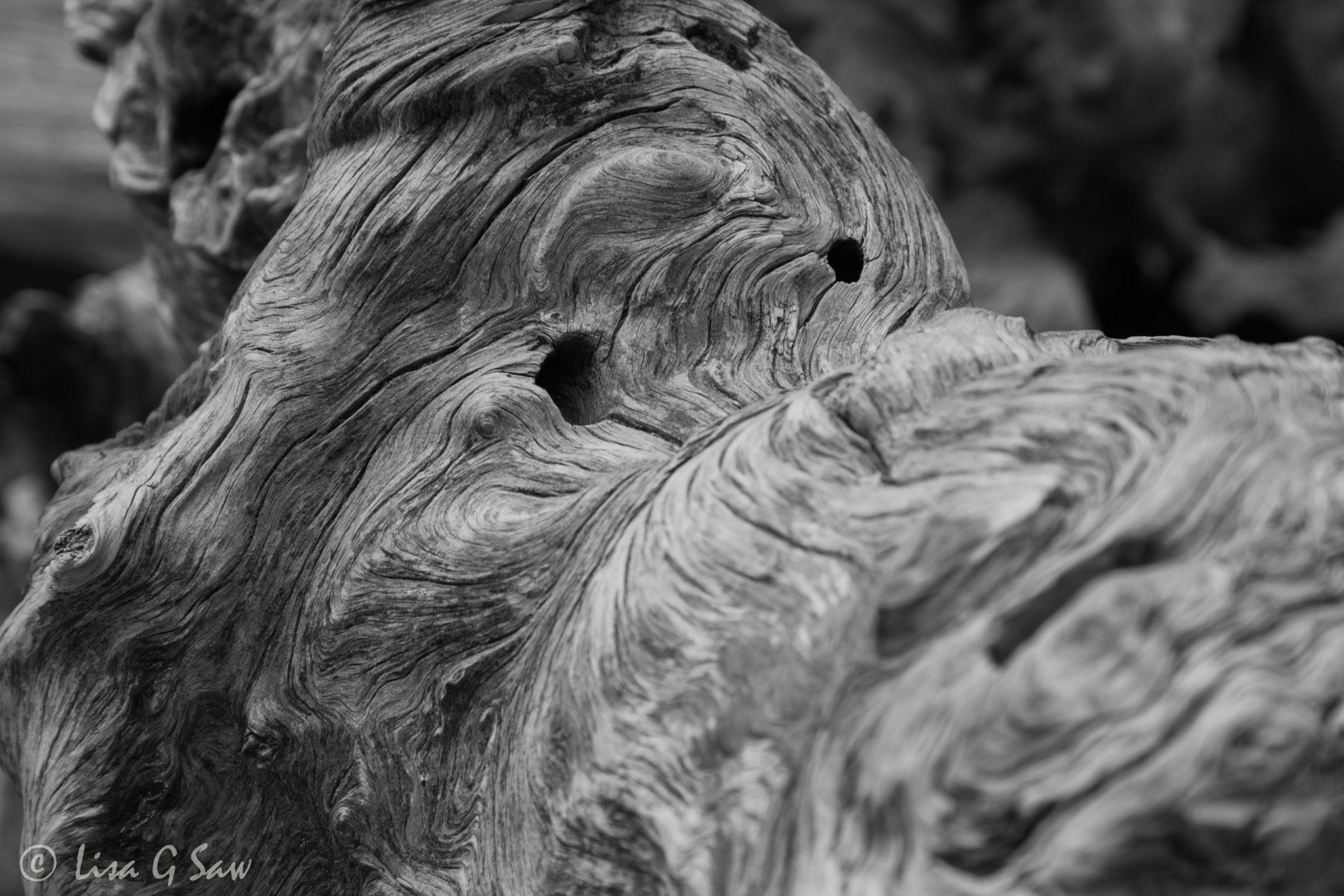 Patterns in dead wood (black and white)