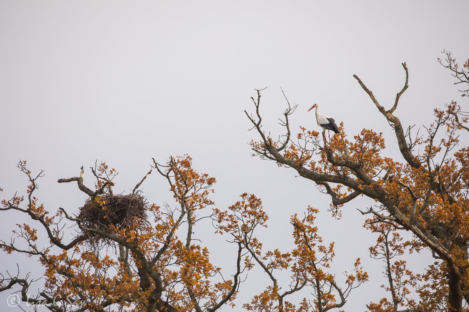 Adult White Stork on oak tree near nest in autumn