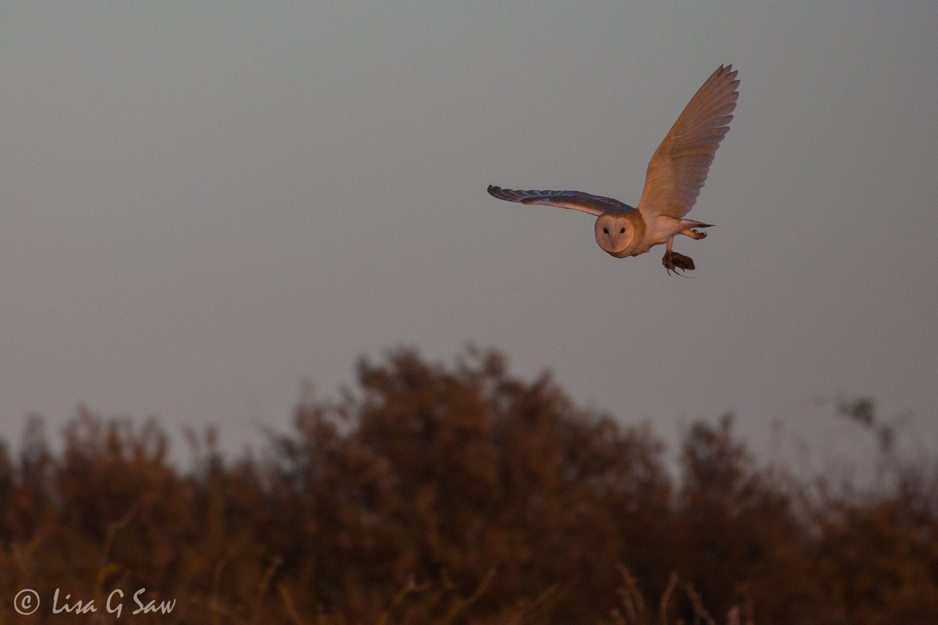 Barn Owl flying at sundown with prey in its talons
