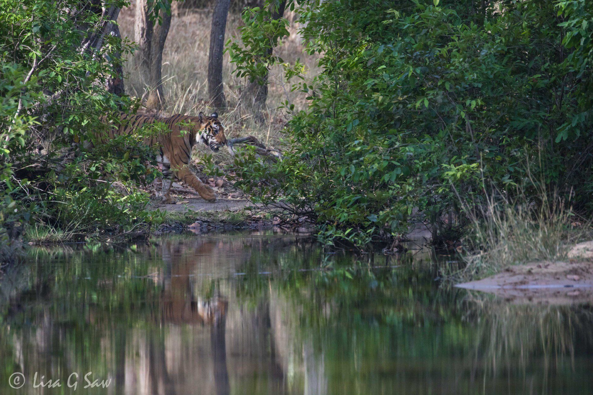 Tiger behind bush walking to water