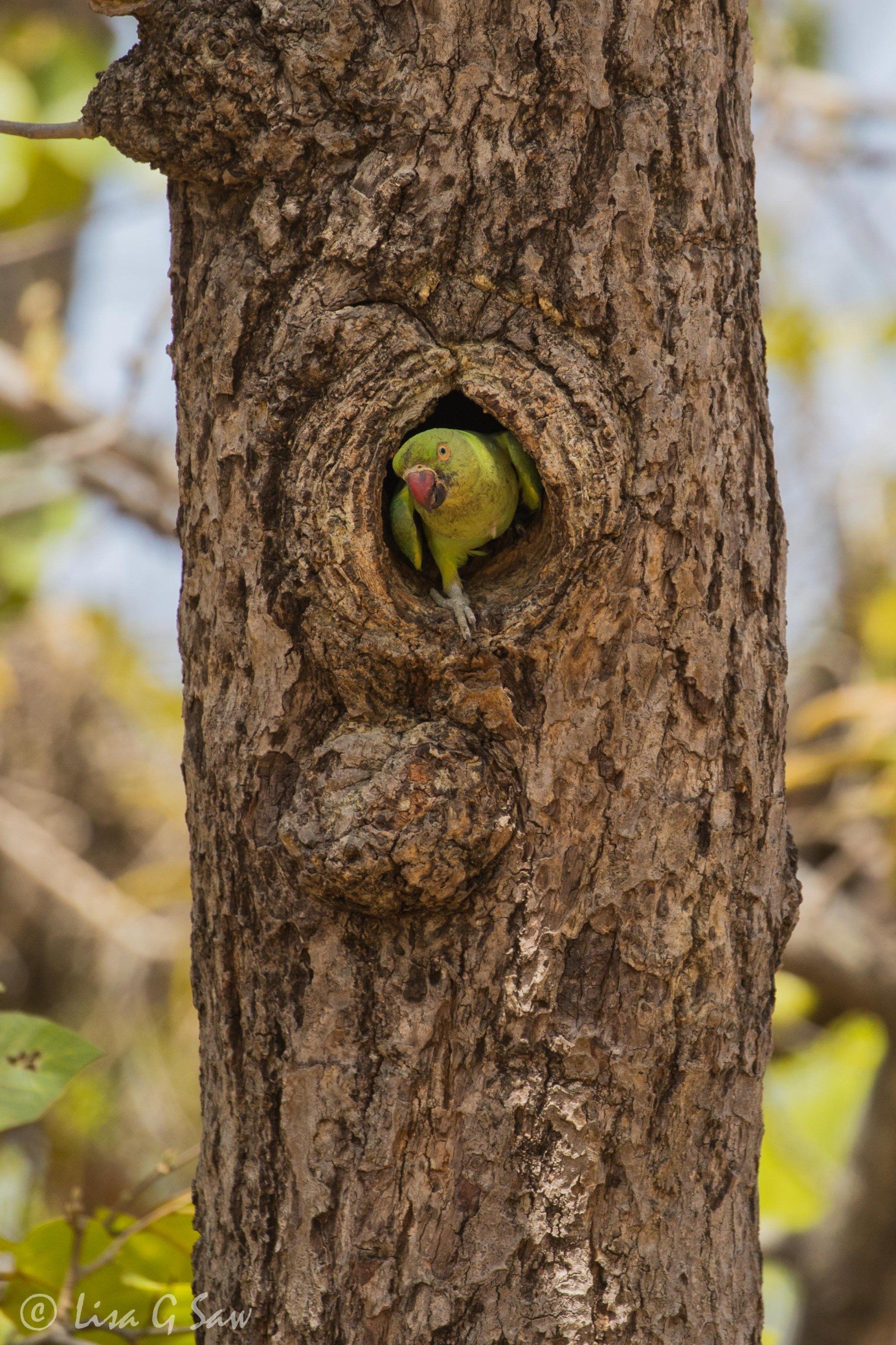 Green bird appearing out of hole in tree
