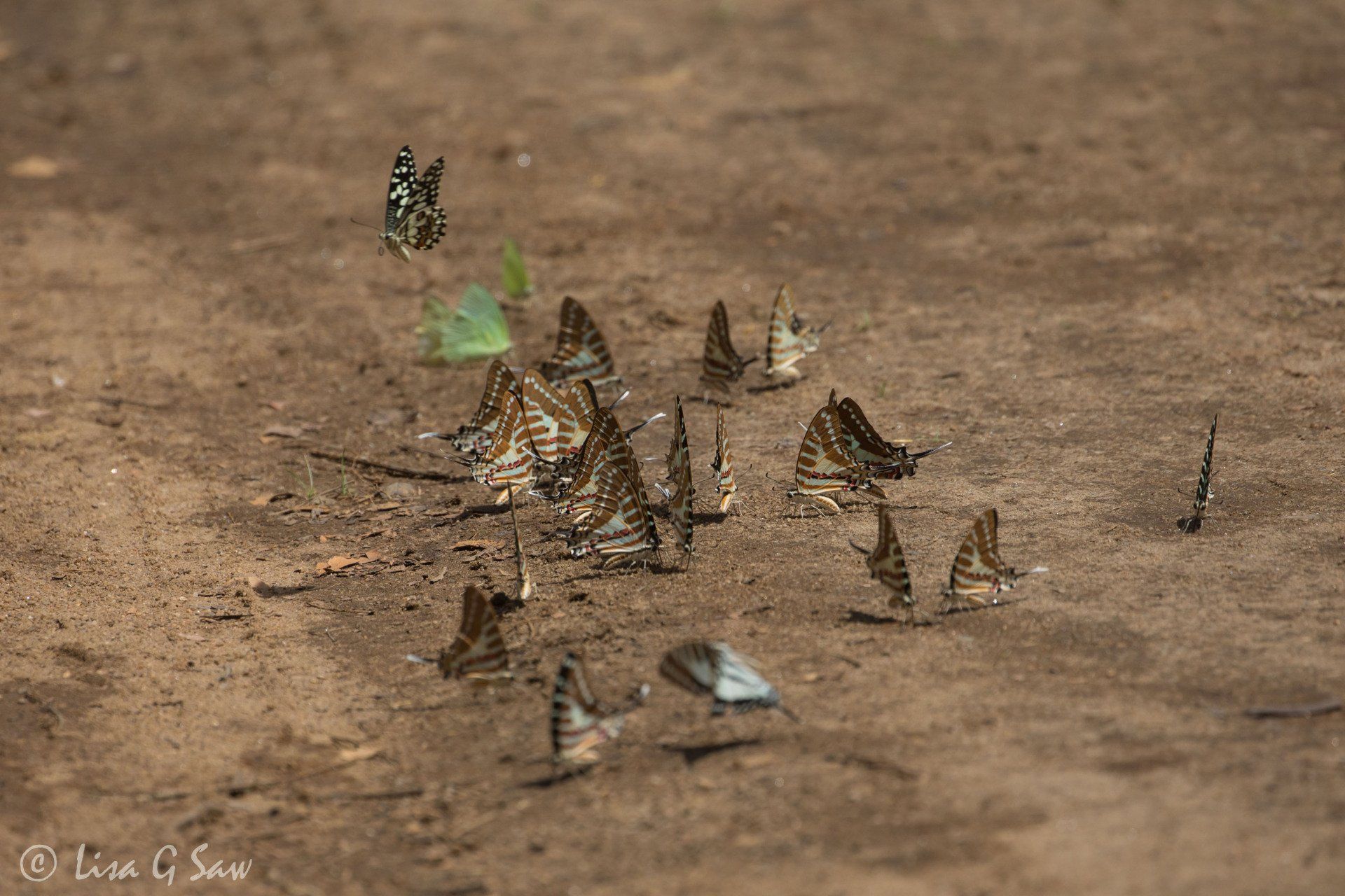 Collection Spot Swordtail butterflies and a Checkered Swallowtail