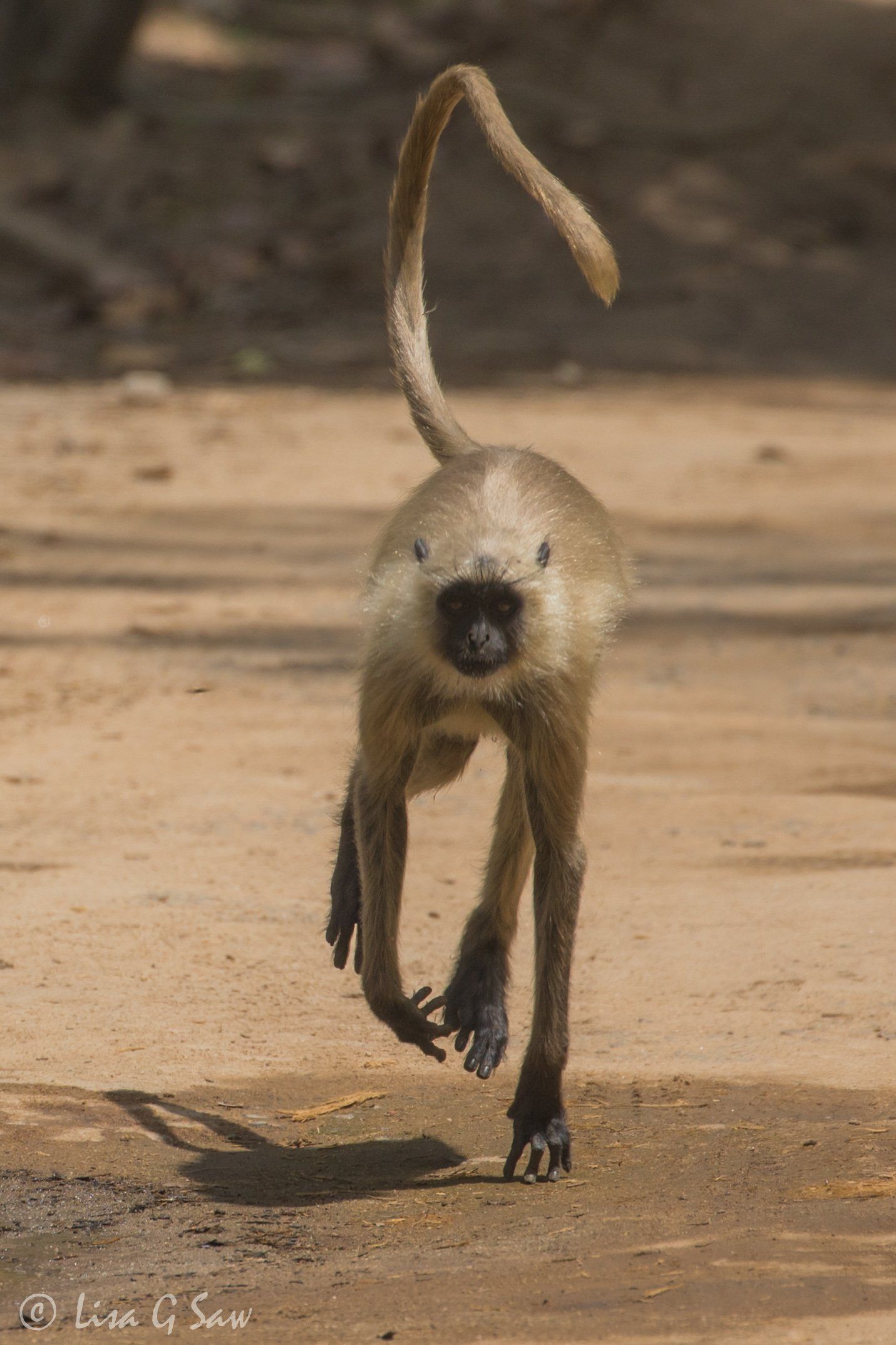 Langur running along track with tail up