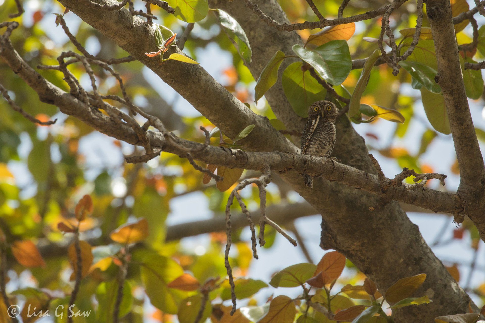 Asian Barred Owlet on branch with autumn leaves in India