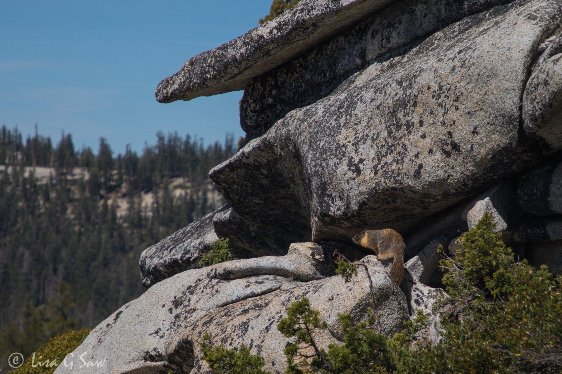 Yellow-Bellied Marmot on rocks at Olmsted Point